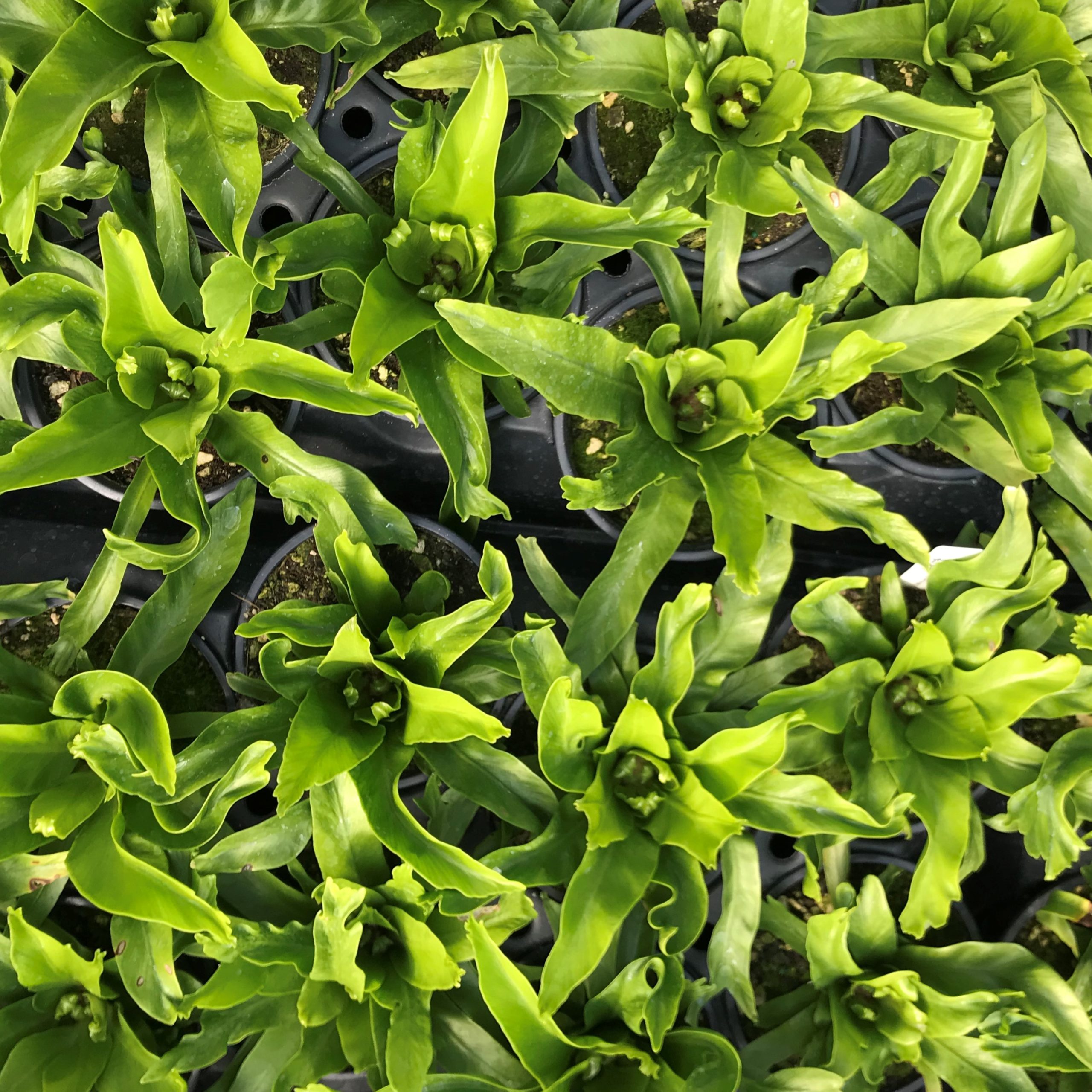 Asplenium antiquum 'Crissie' - Forked Bird's Nest Fern (4.5" Pot) | Little  Prince of Oregon Nursery