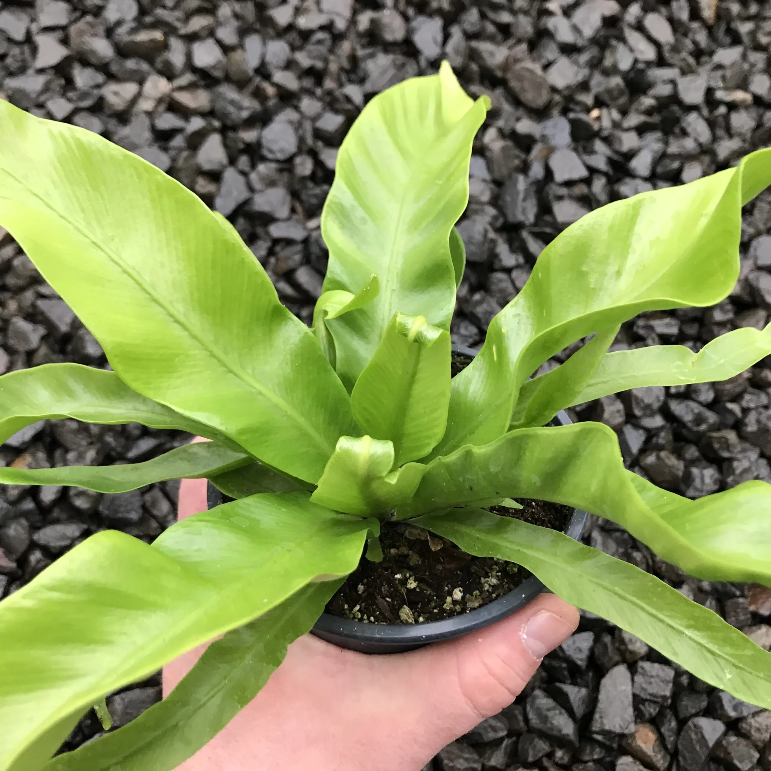 juncea air plant Wholesale: Cholla Wood and Tillandsia Juncea Air Plant