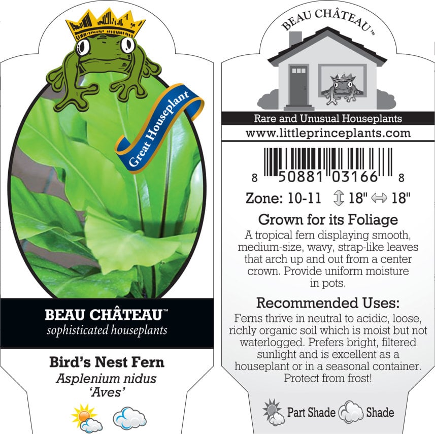 Asplenium nidus 'Aves' - Bird's Nest Fern (4.5" Pot) | Little Prince of  Oregon Nursery