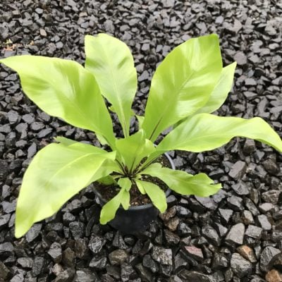 Asplenium nidus 'Aves' - Bird's Nest Fern (4.5" Pot)