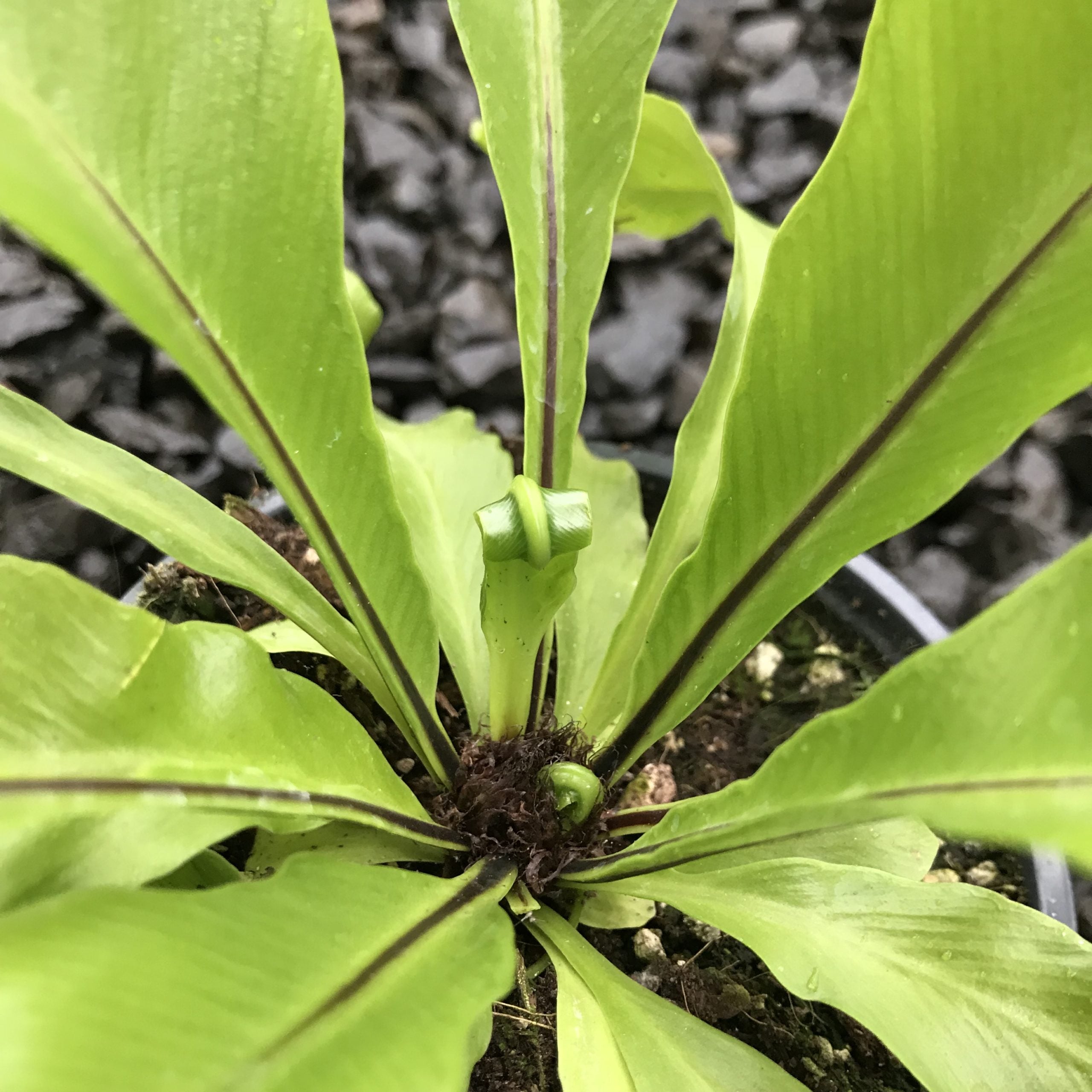 Asplenium nidus 'Aves' - Bird's Nest Fern (4.5" Pot) - Image 5
