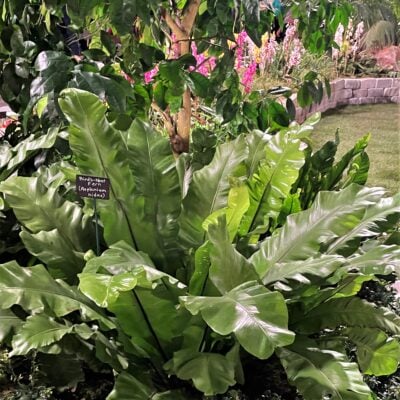 Asplenium nidus - Bird's Nest Fern (4.5" Pot)