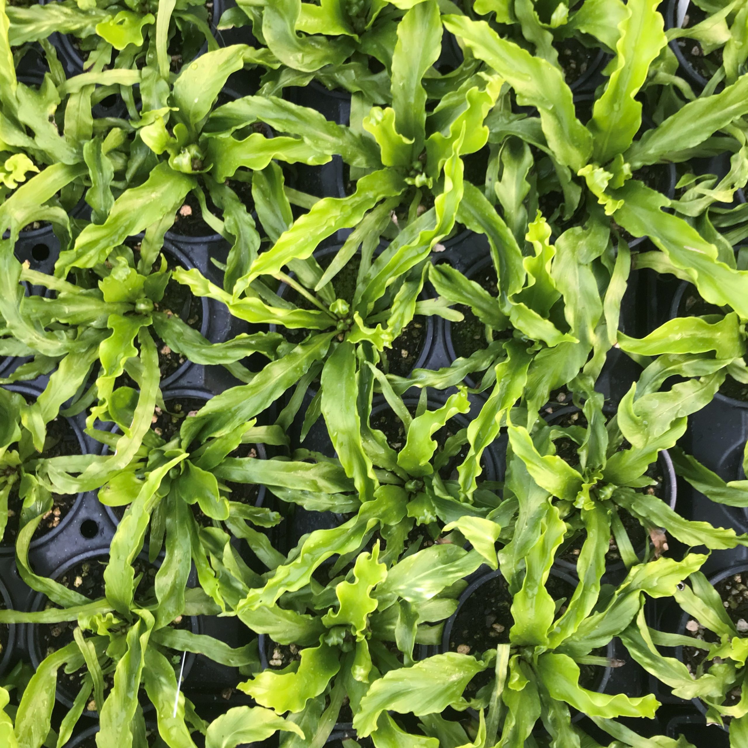buy indoor house plants online Popular Houseplant 6-pack: Easy Plant Variety Pack  Cute & Unique Pla   Altman Plants