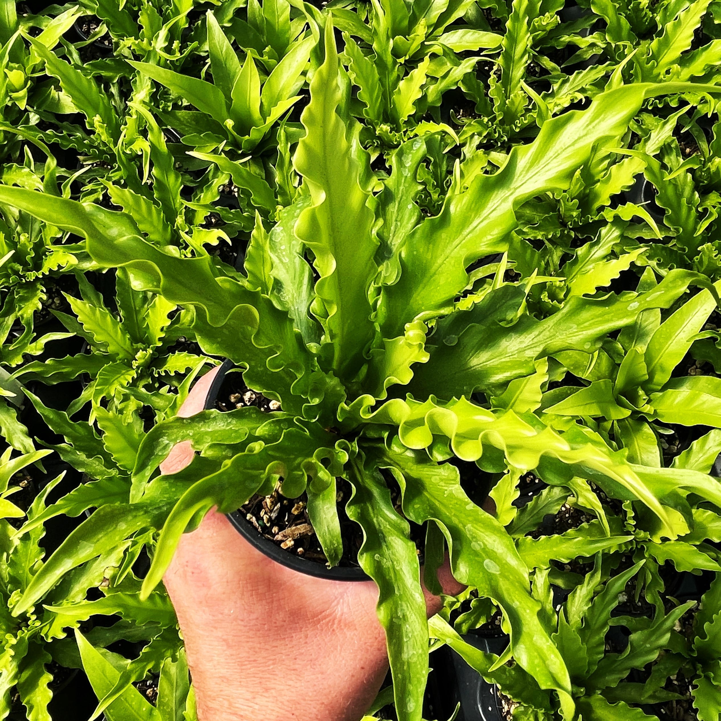 Asplenium nidus 'Osaka' - Japanese Bird's Nest Fern (4.5" Pot) | Little  Prince of Oregon Nursery