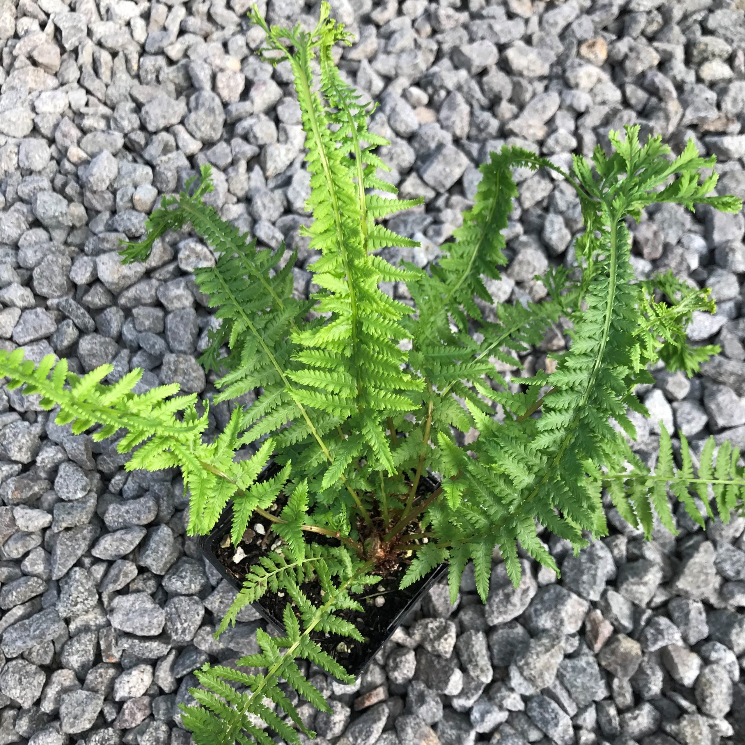 Athyrium filix-femina 'Victoriae' - Lady Fern (3.5" Pot) - Image 5