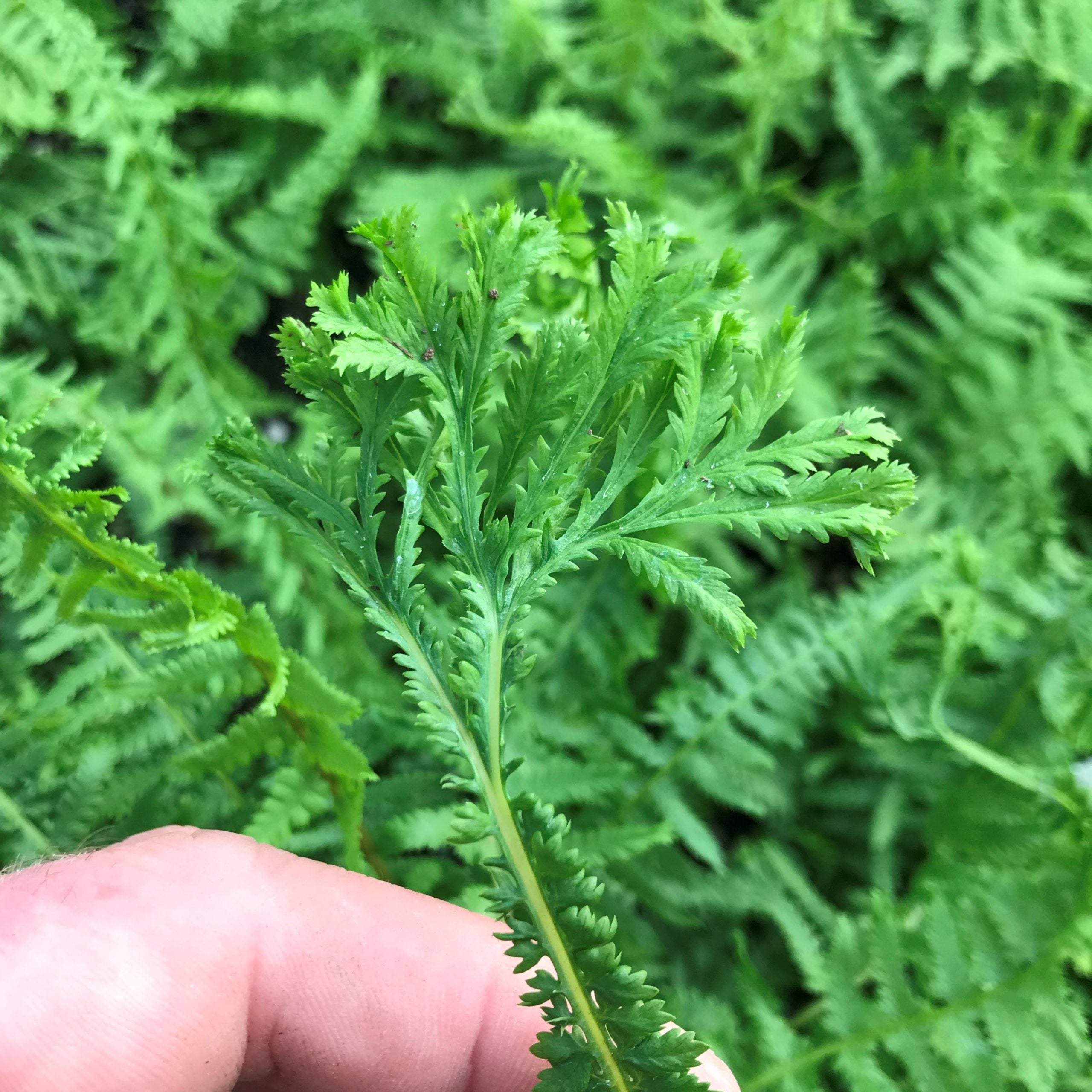Athyrium filix-femina 'Victoriae' - Lady Fern (3.5" Pot) - Image 4
