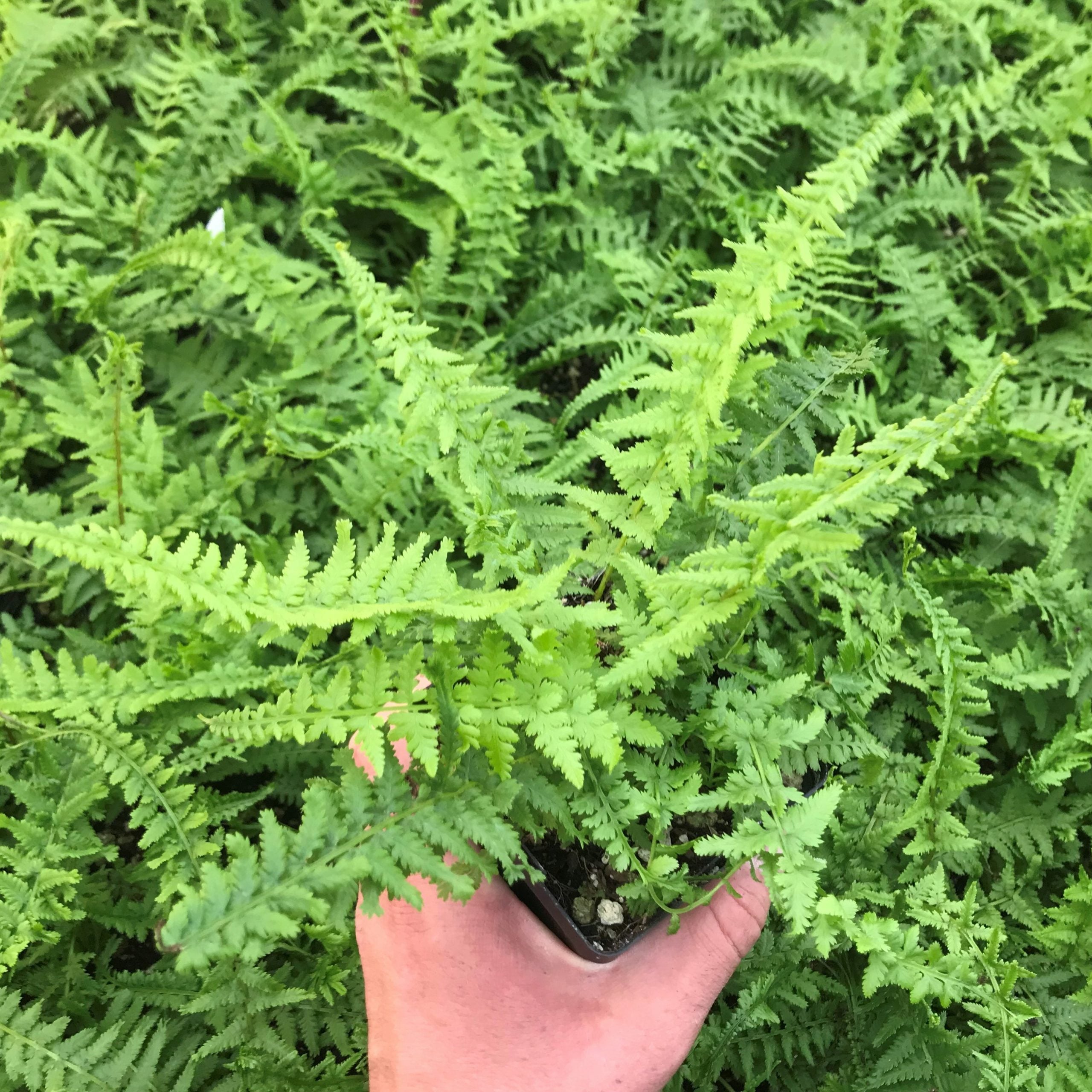Athyrium filix-femina 'Victoriae' - Lady Fern (3.5" Pot) - Image 3