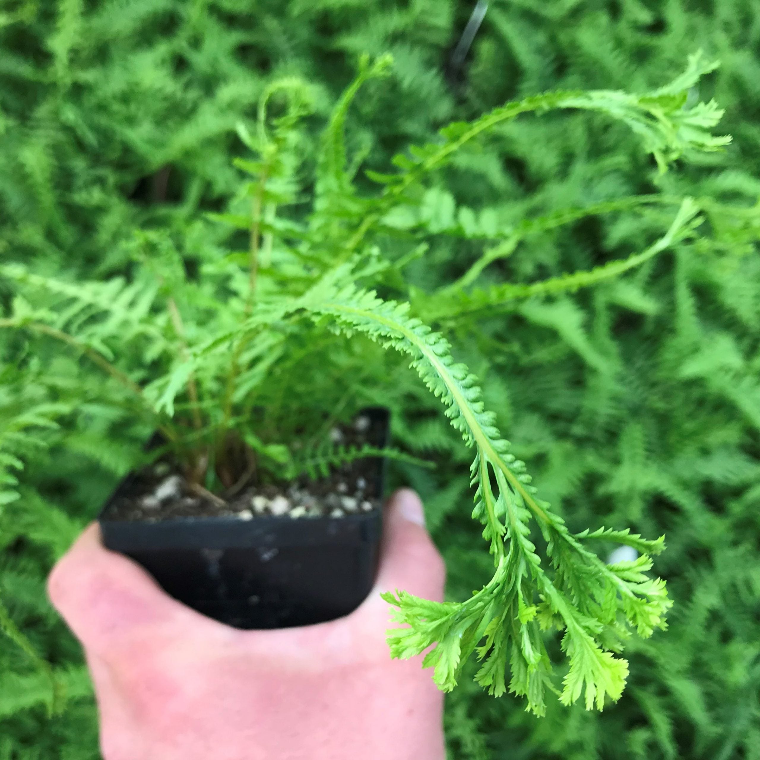 Athyrium filix-femina 'Victoriae' - Lady Fern (3.5" Pot) - Image 2