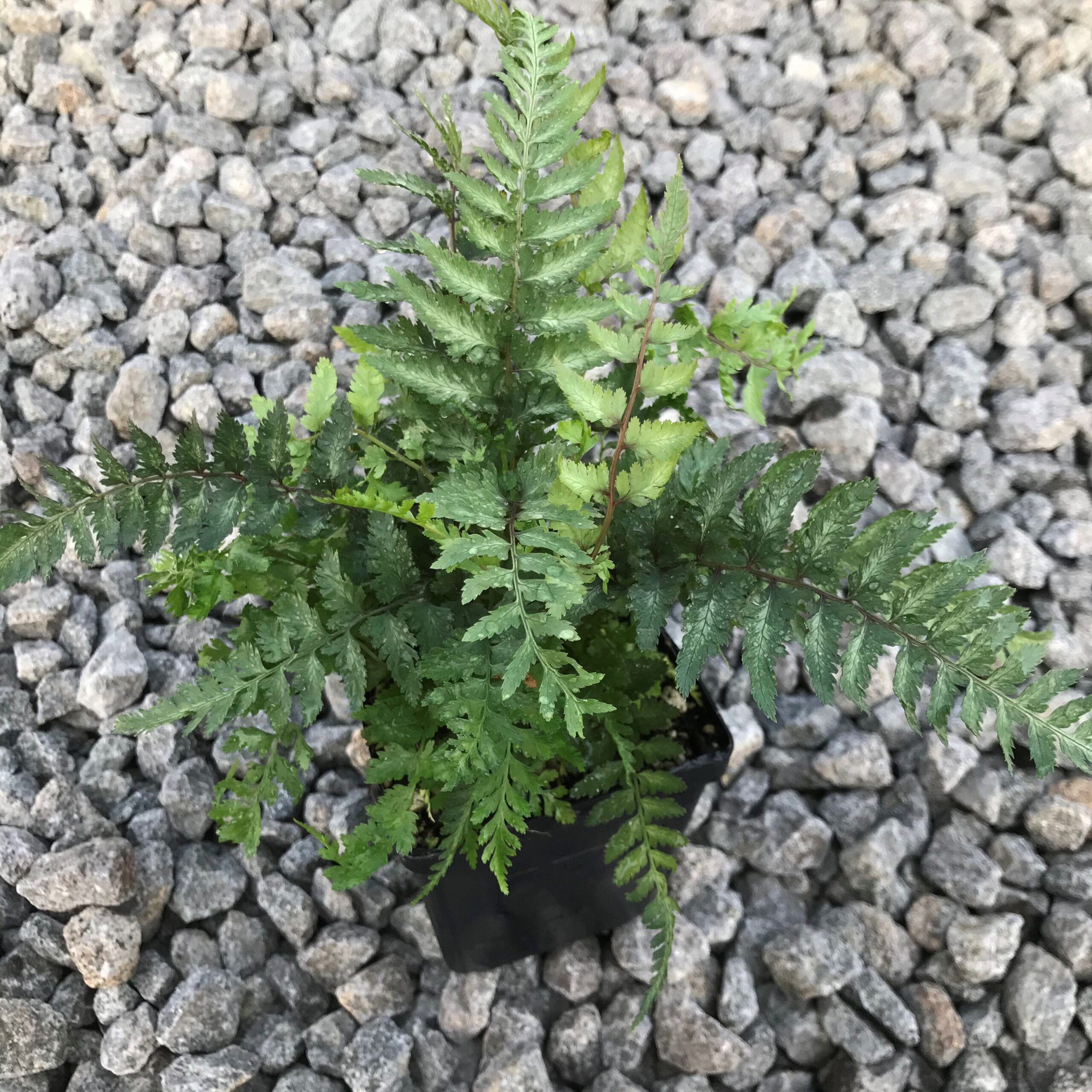 Athyrium niponicum 'Metallicum' - Japanese Painted Fern (3.5" Pot) - Image 3