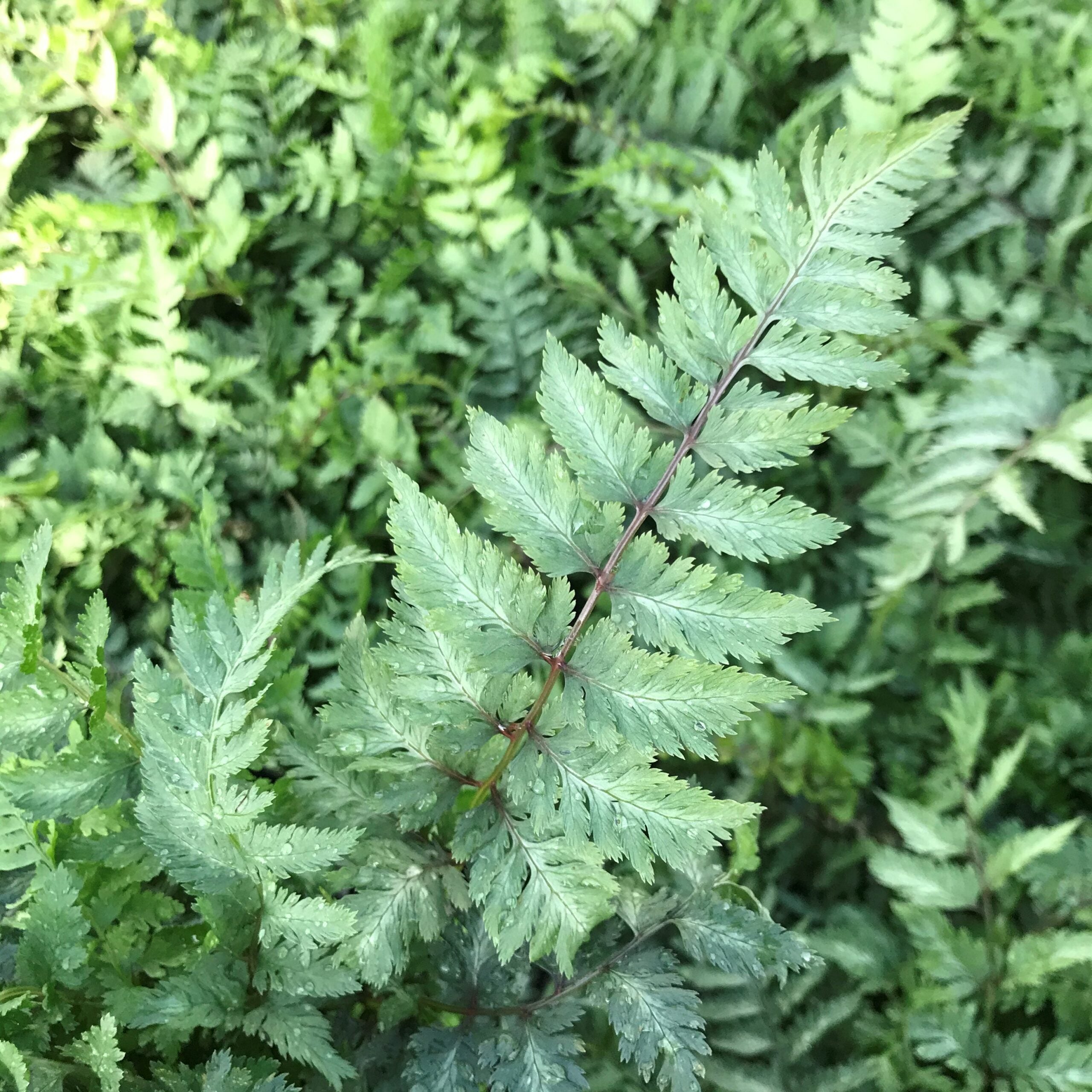 Athyrium niponicum 'Metallicum' - Japanese Painted Fern (3.5" Pot) - Image 2