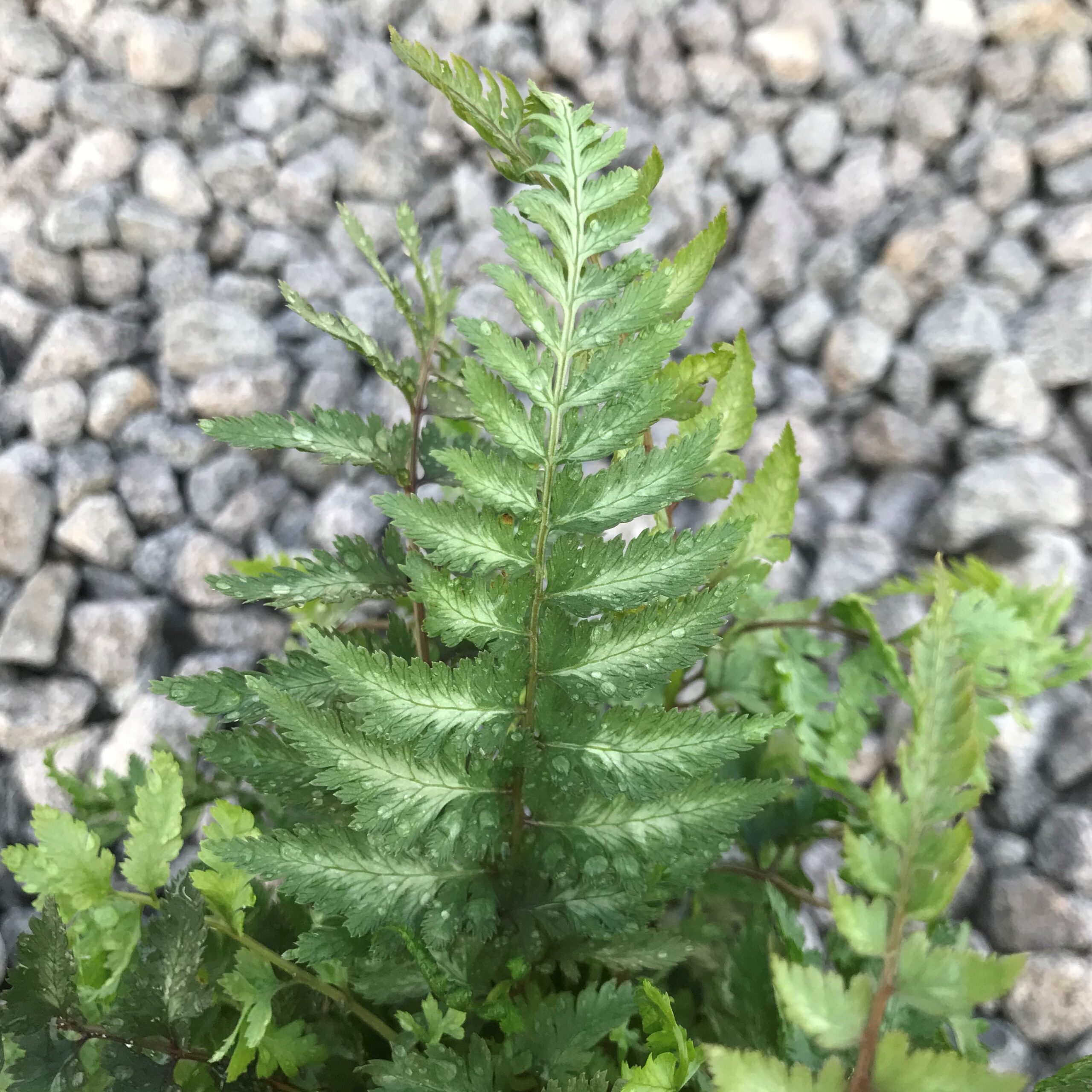 Athyrium niponicum 'Metallicum' - Japanese Painted Fern (3.5" Pot) - Image 4