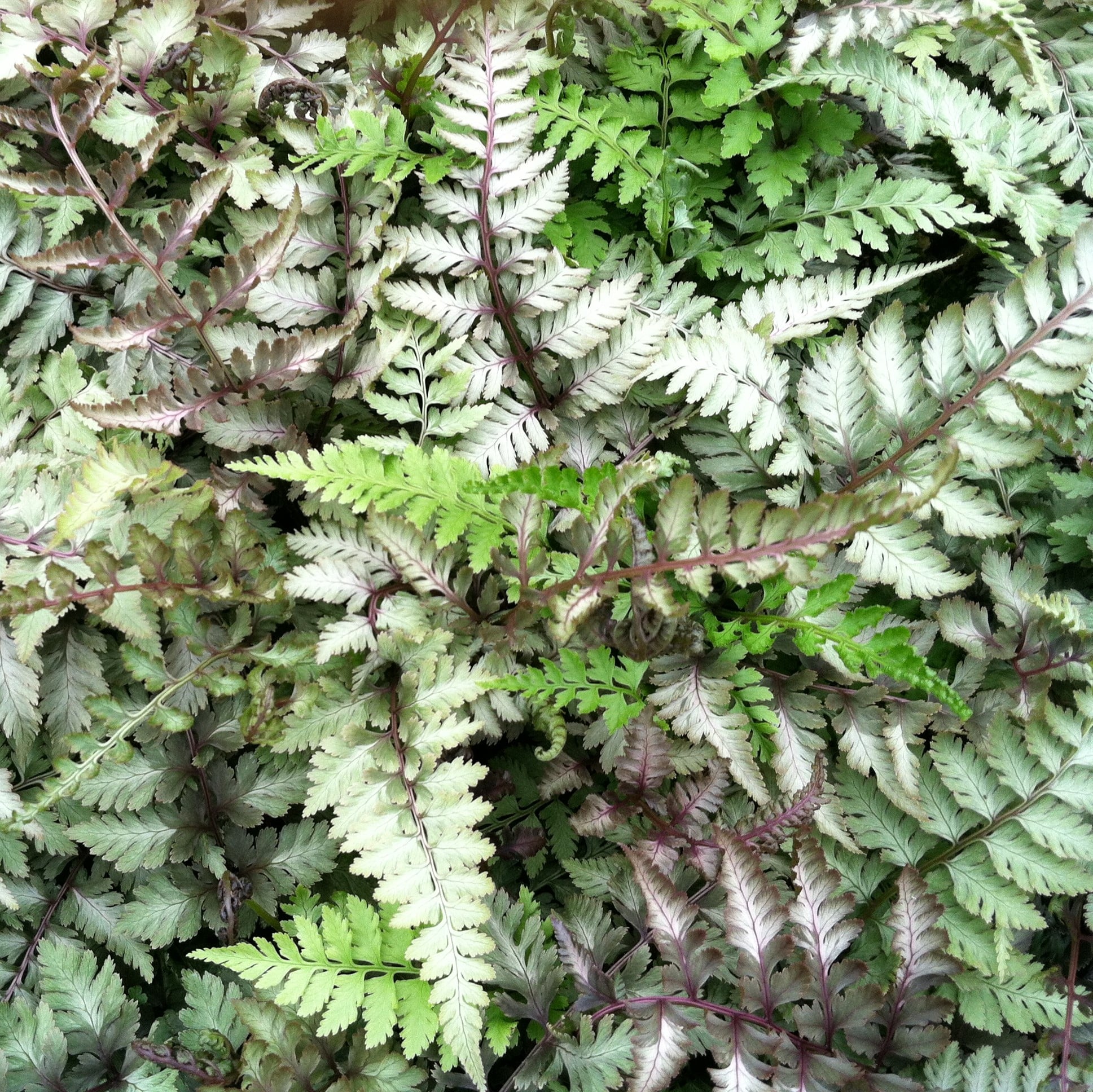 Athyrium niponicum 'Metallicum' - Japanese Painted Fern (3.5" Pot)