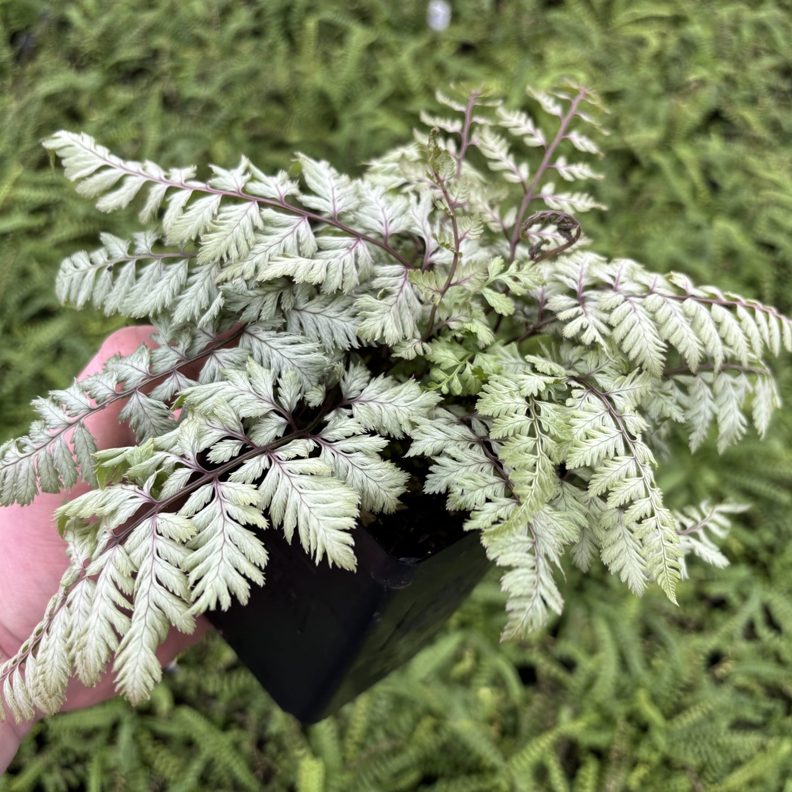 Athyrium niponicum 'Pearly White'