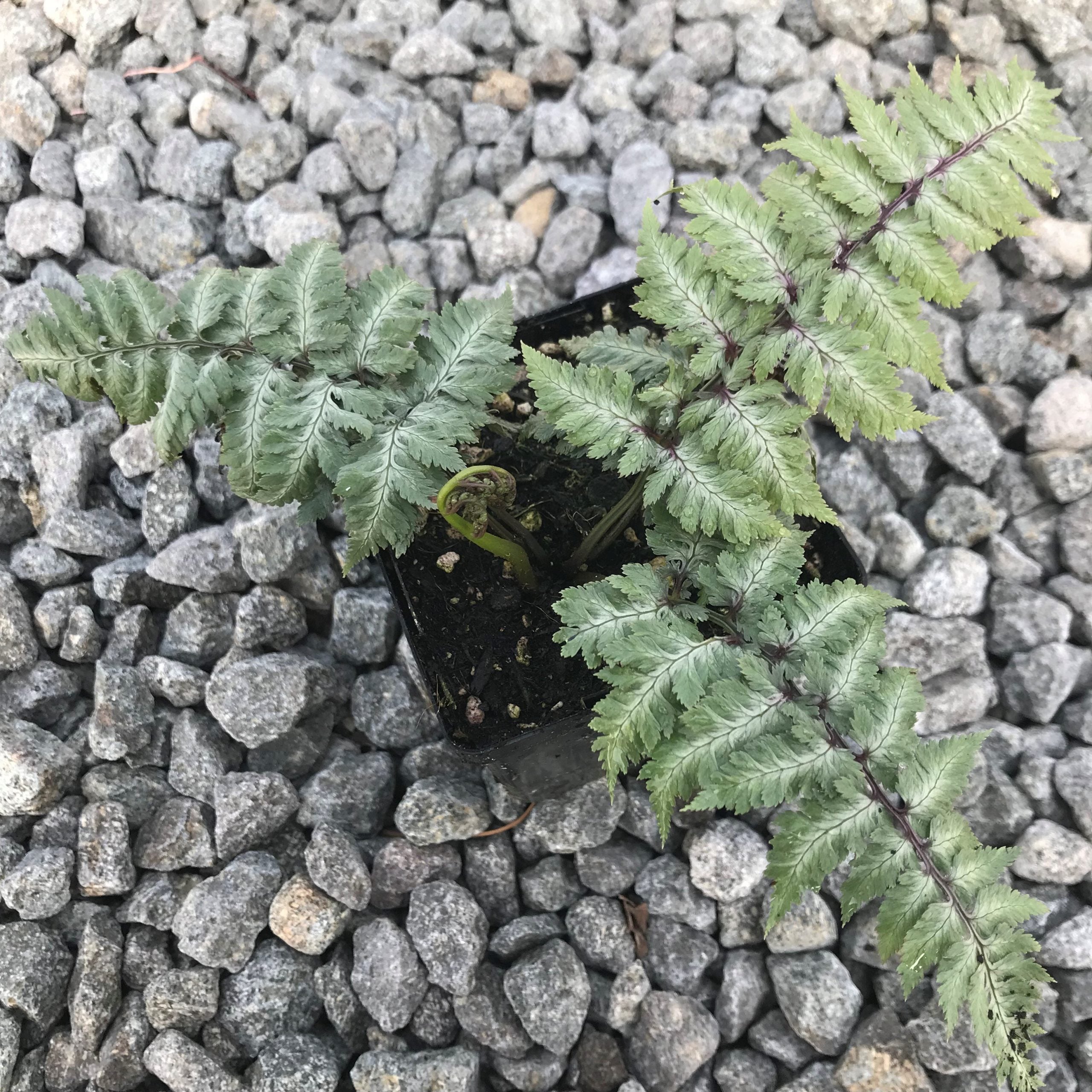 Athyrium niponicum 'Silver Falls' - Japanese Painted Fern USPP #12,803 (3.5" Pot) - Image 3