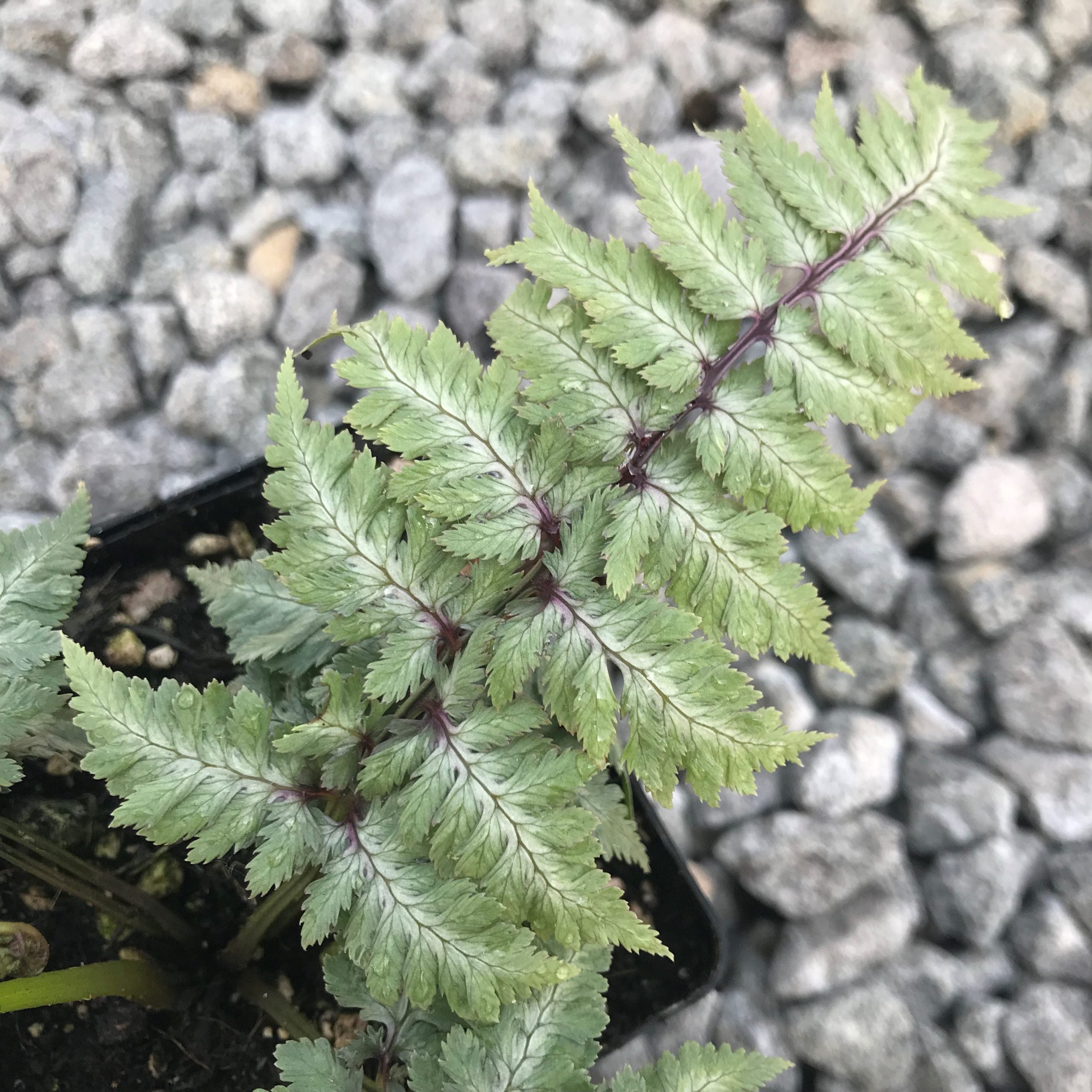Athyrium niponicum 'Silver Falls' - Japanese Painted Fern USPP #12,803 (3.5" Pot) - Image 2