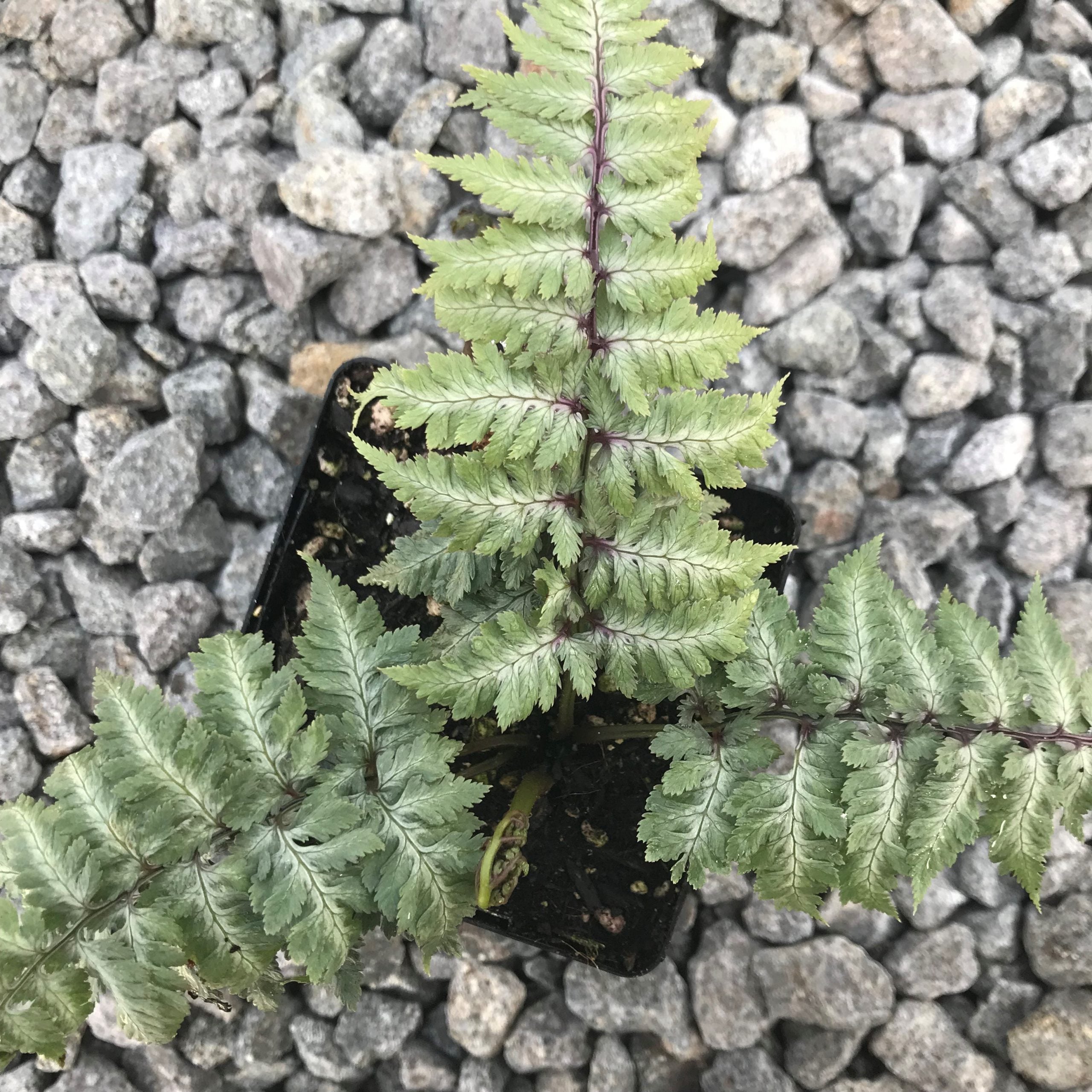 Athyrium niponicum 'Silver Falls' - Japanese Painted Fern USPP #12,803 (3.5" Pot) - Image 4