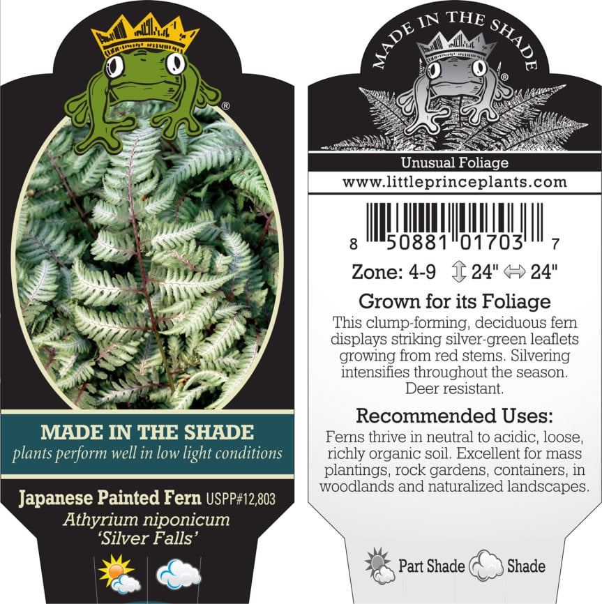 Athyrium niponicum 'Silver Falls' - Japanese Painted Fern USPP #12,803 (3.5" Pot) - Image 5