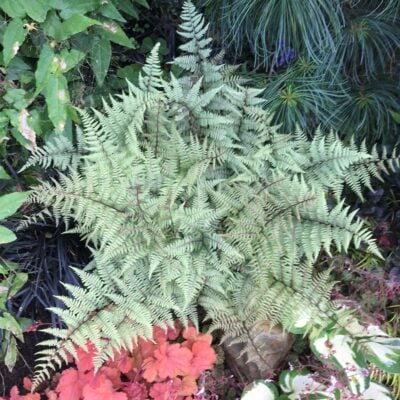 Athyrium niponicum 'Silver Falls' - Japanese Painted Fern USPP #12,803 (3.5" Pot)