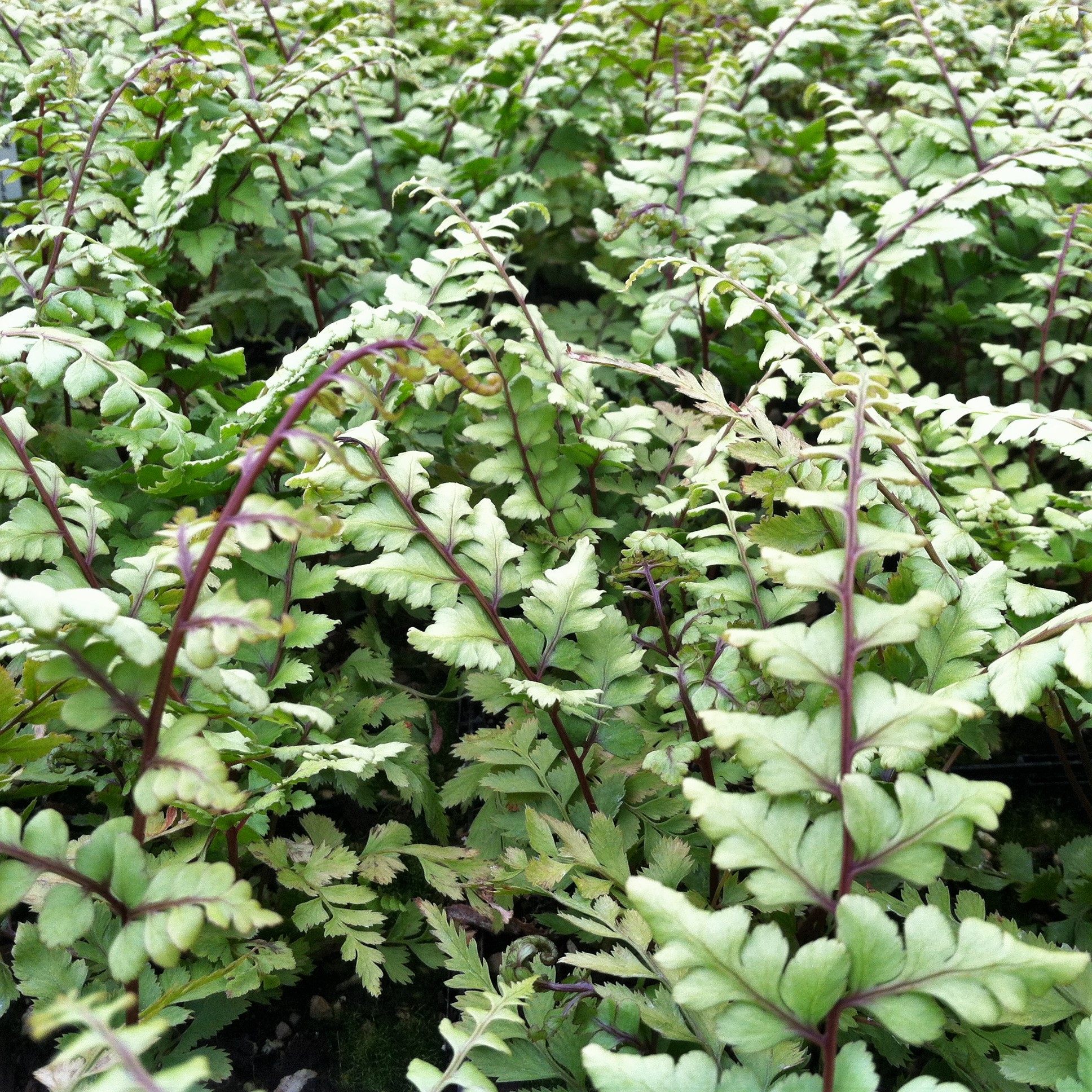Athyrium otophorum 'Okanum' - Auriculate Lady Fern (3.5" Pot) - Image 3