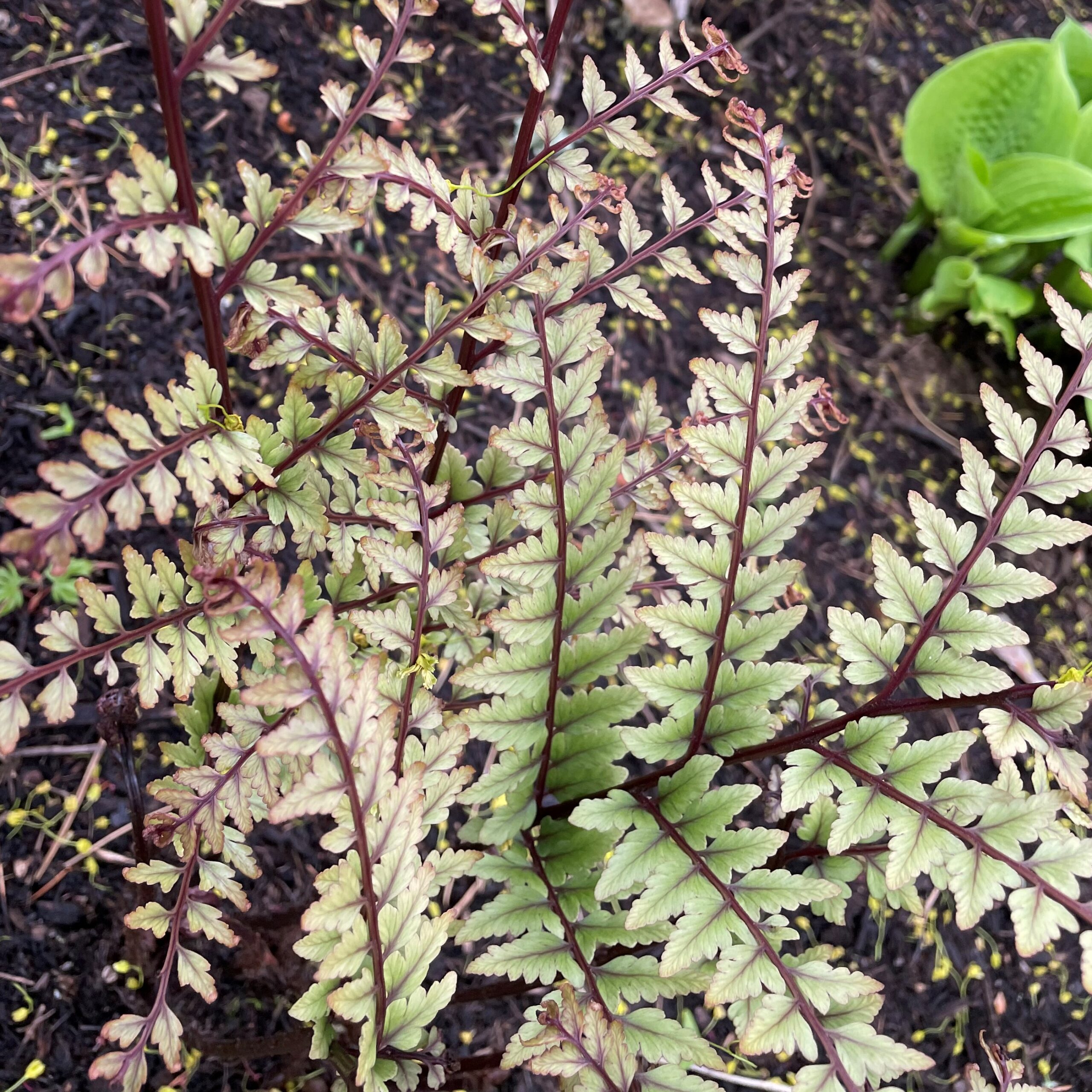 Athyrium otophorum 'Okanum' - Auriculate Lady Fern (3.5" Pot) - Image 5