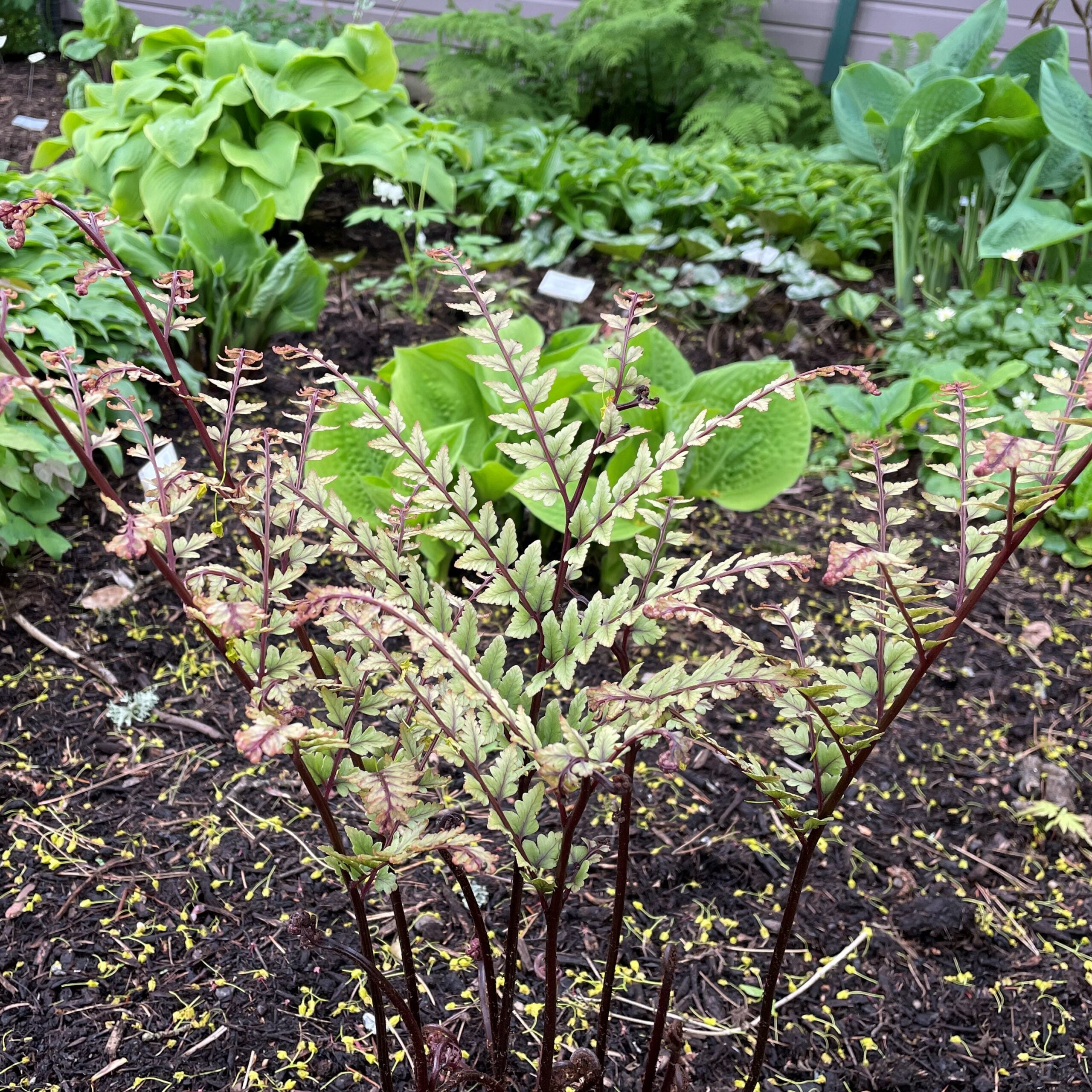 Athyrium otophorum 'Okanum' - Auriculate Lady Fern (3.5" Pot) - Image 4
