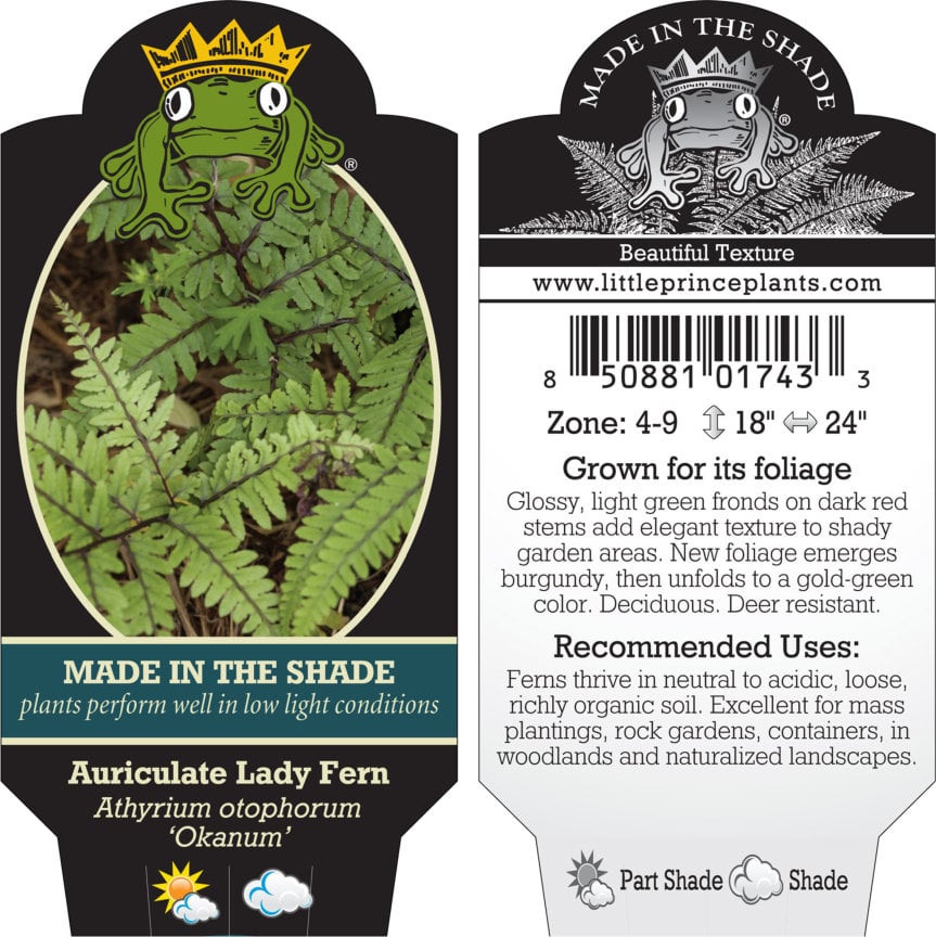 Athyrium otophorum 'Okanum' - Auriculate Lady Fern (3.5" Pot) - Image 6