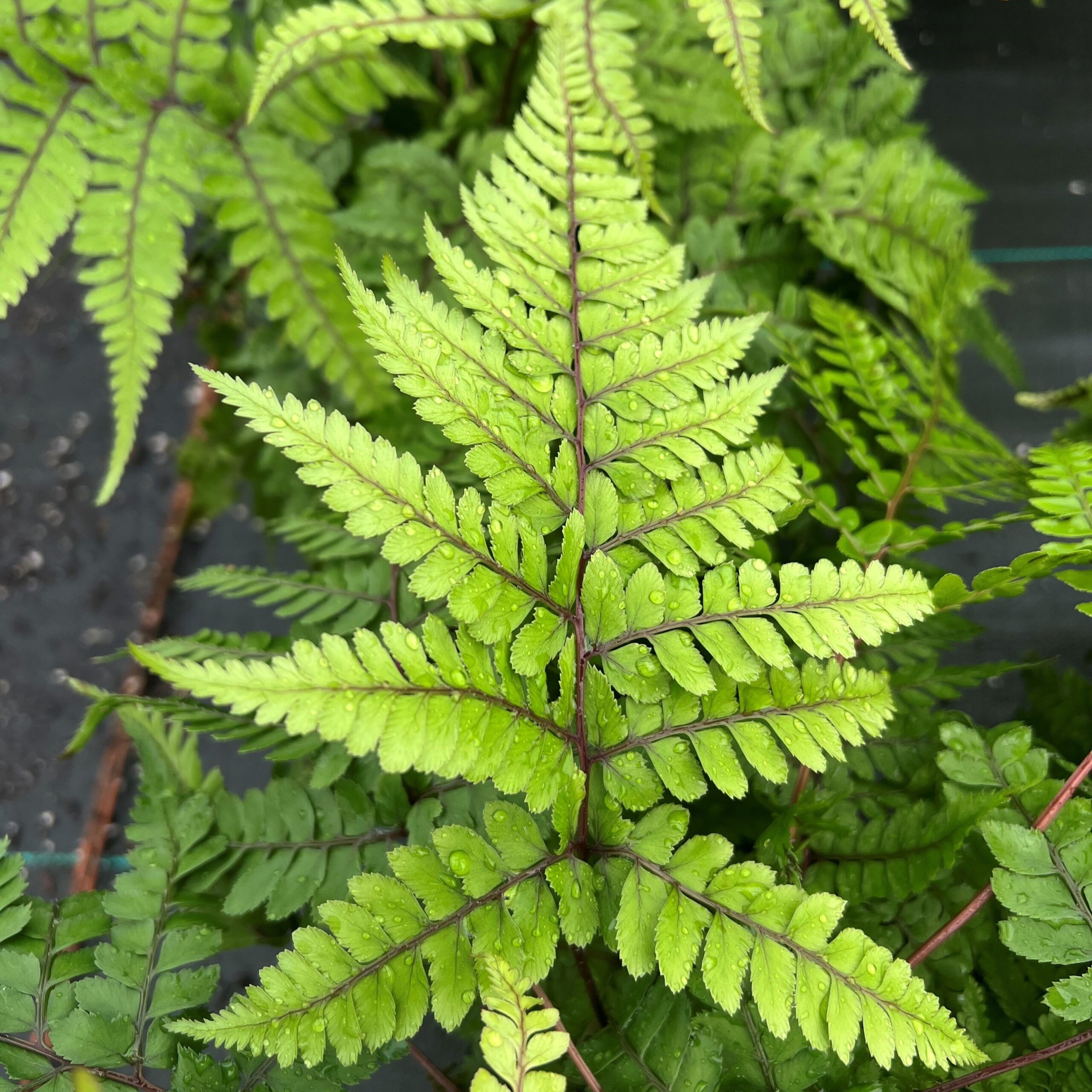Athyrium otophorum 'Okanum' square