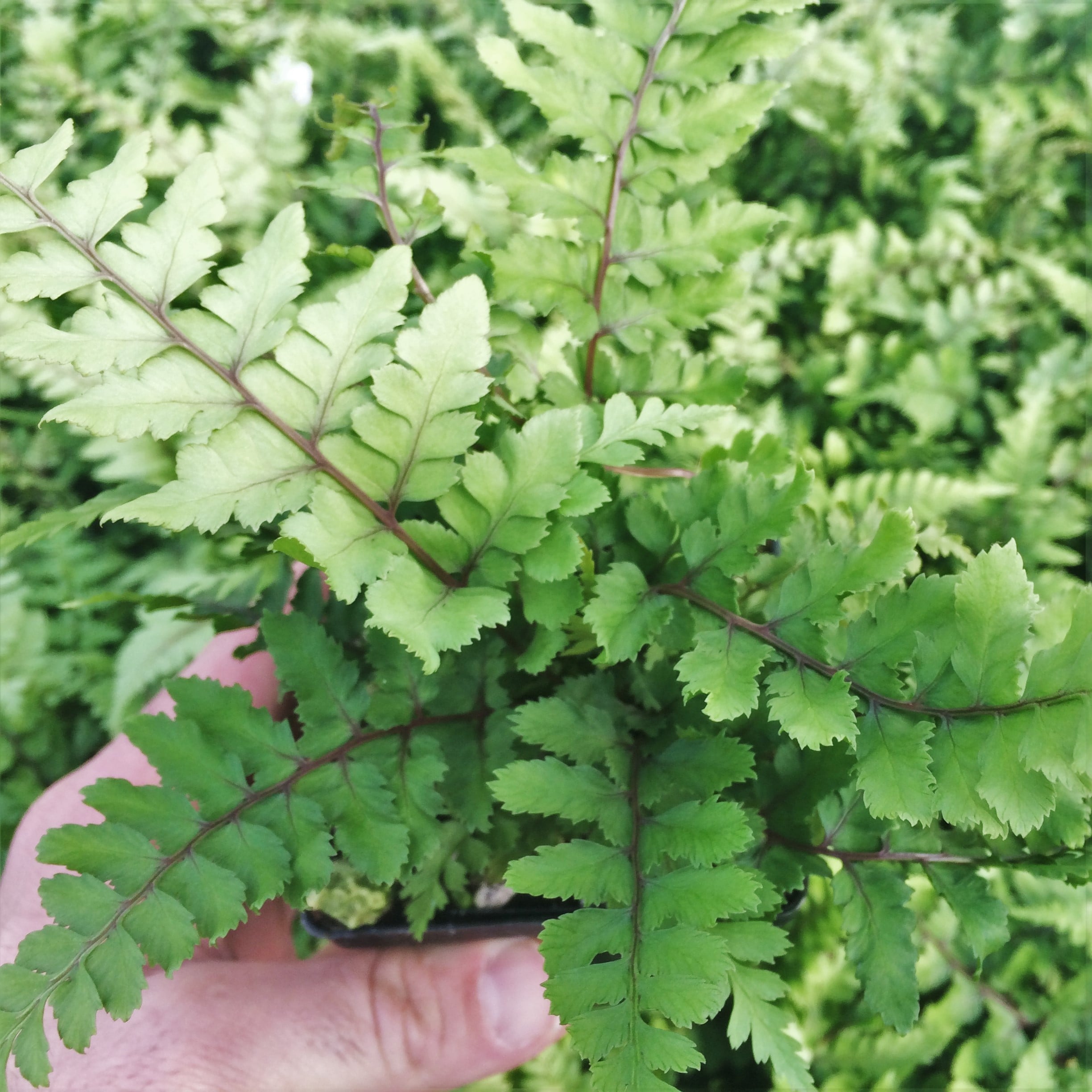 Athyrium otophorum 'Okanum' - Auriculate Lady Fern (3.5" Pot) - Image 2
