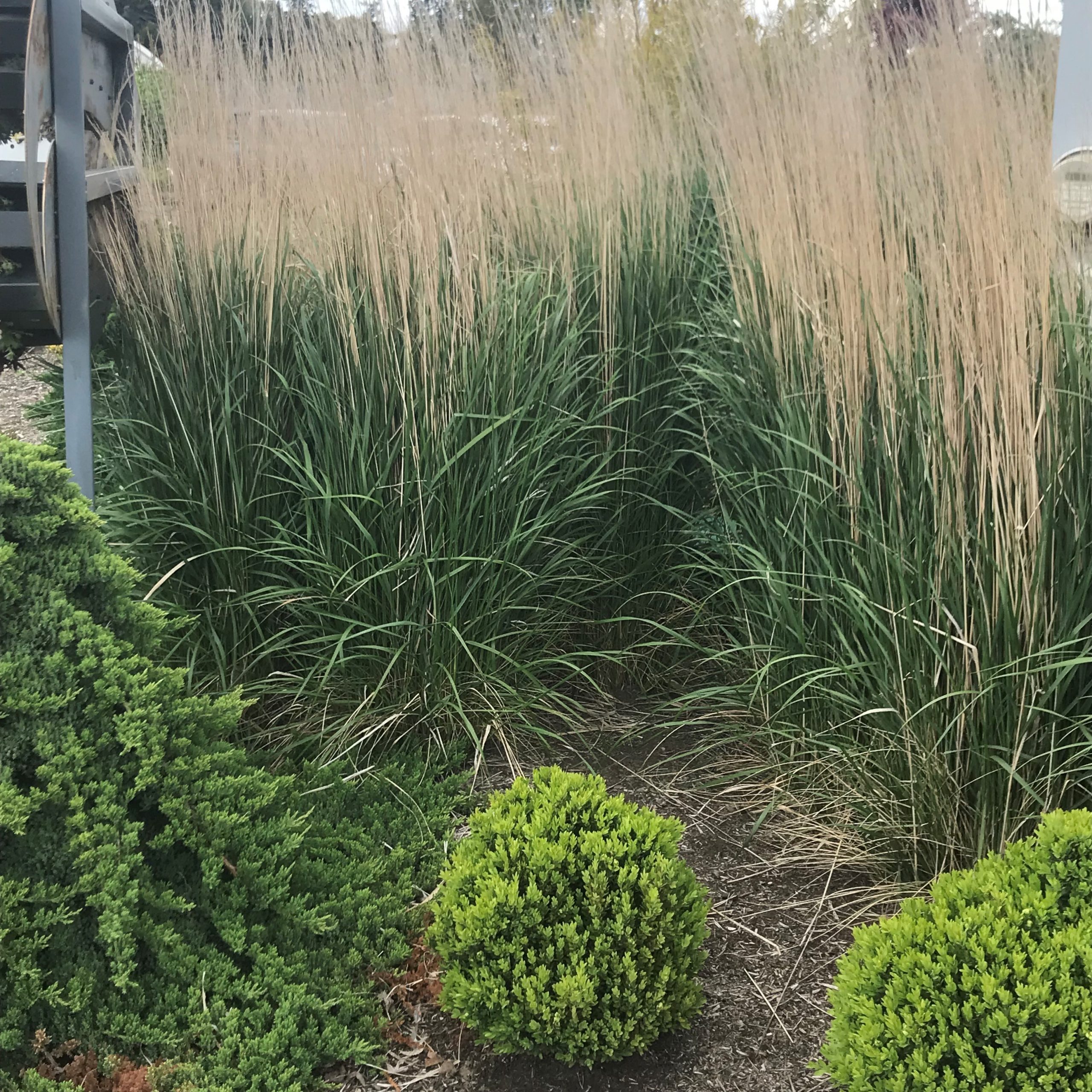 Calamagrostis acutiflora 'Karl Foerster' - Feather Reed Grass