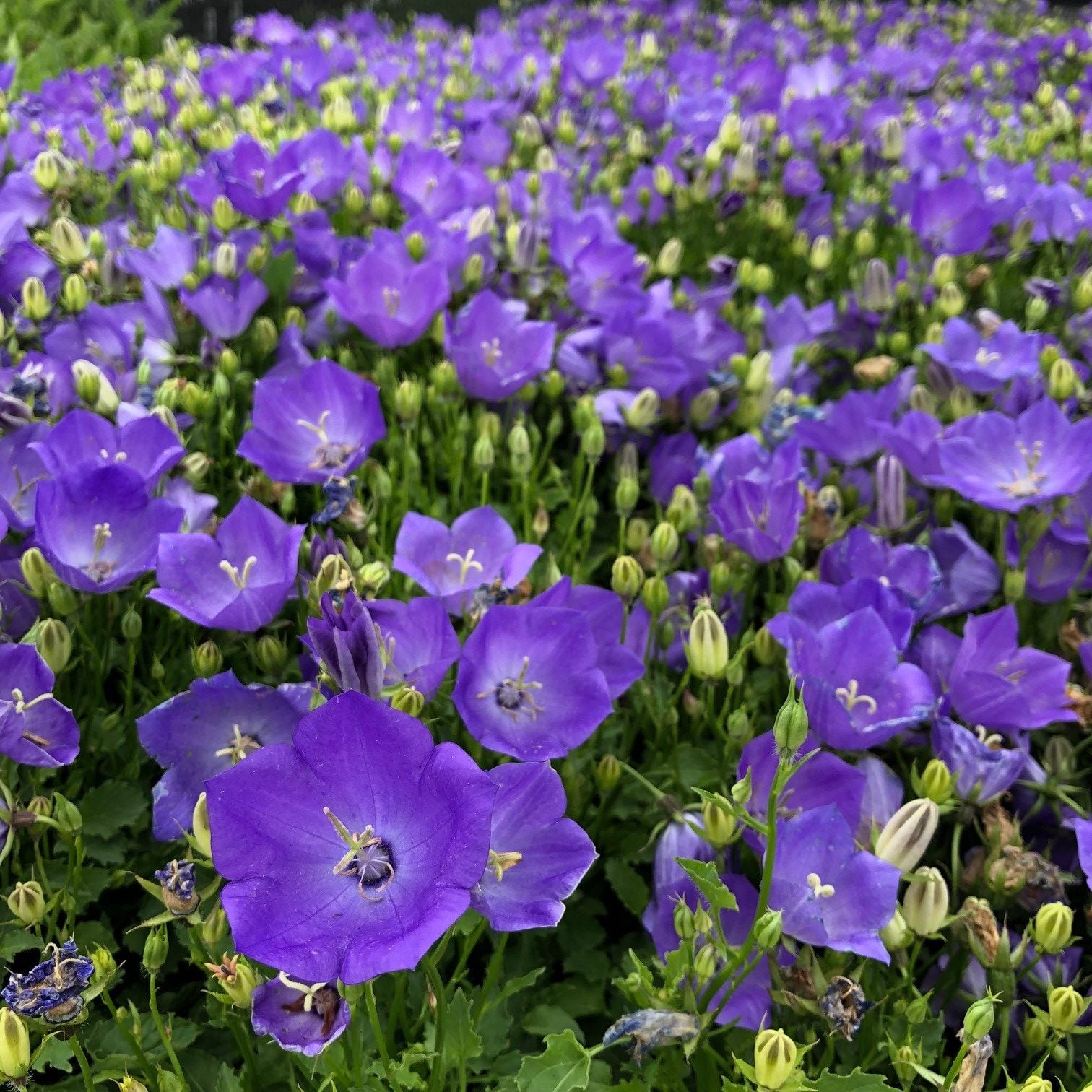Campanula carpatica 'Rapido Blue' - Bellflower (4" Pot)