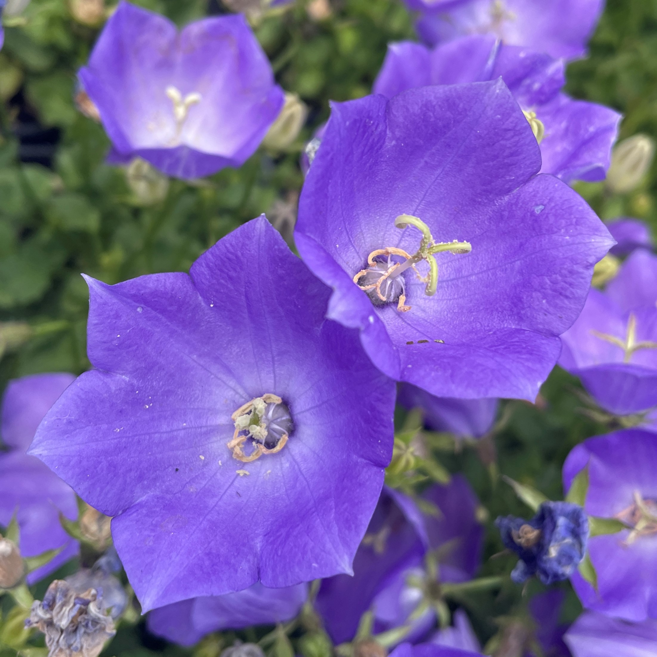 Campanula carpatica 'Rapido Blue' - Bellflower (4" Pot) - Image 2