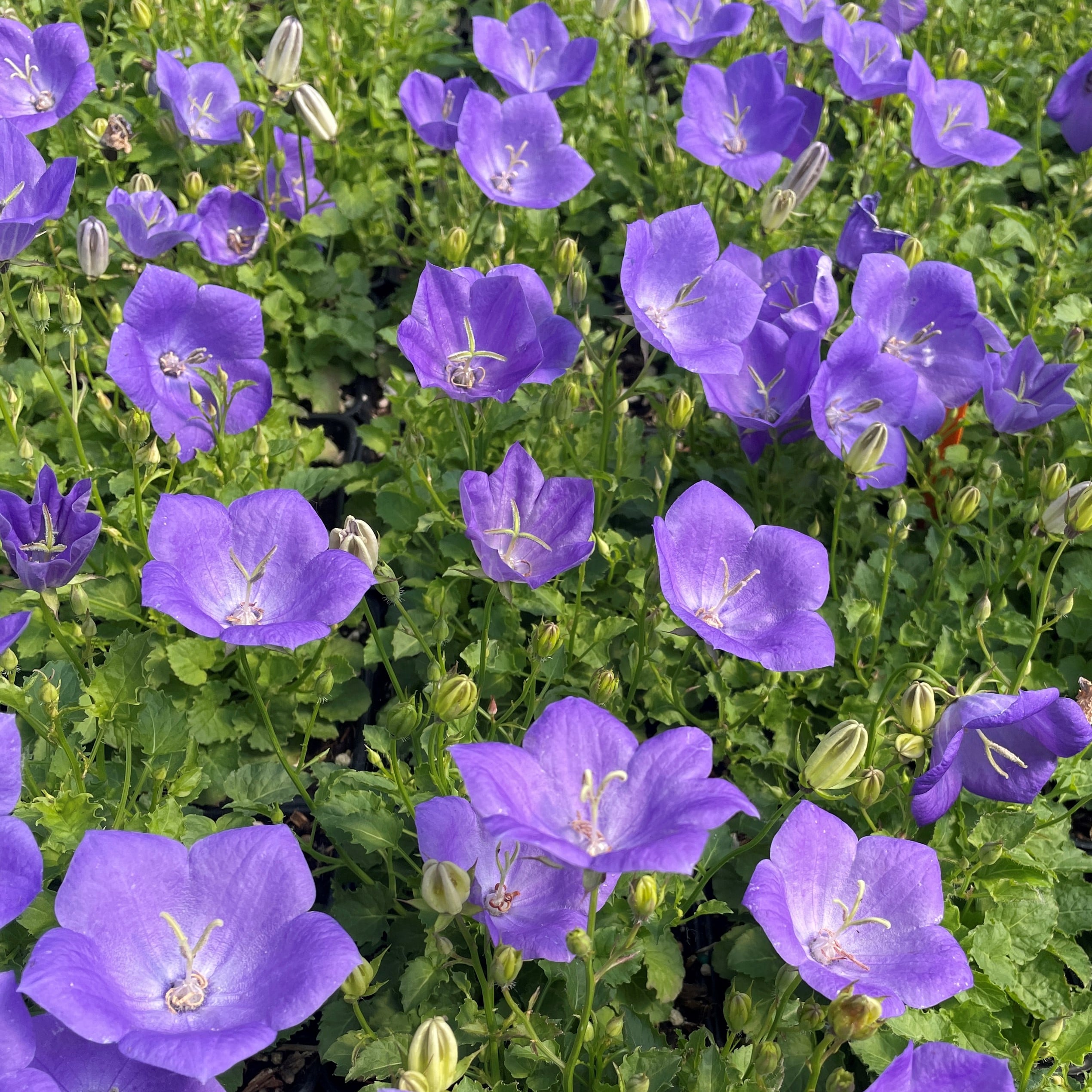 Campanula carpatica 'Rapido Blue' - Bellflower (4" Pot) - Image 3