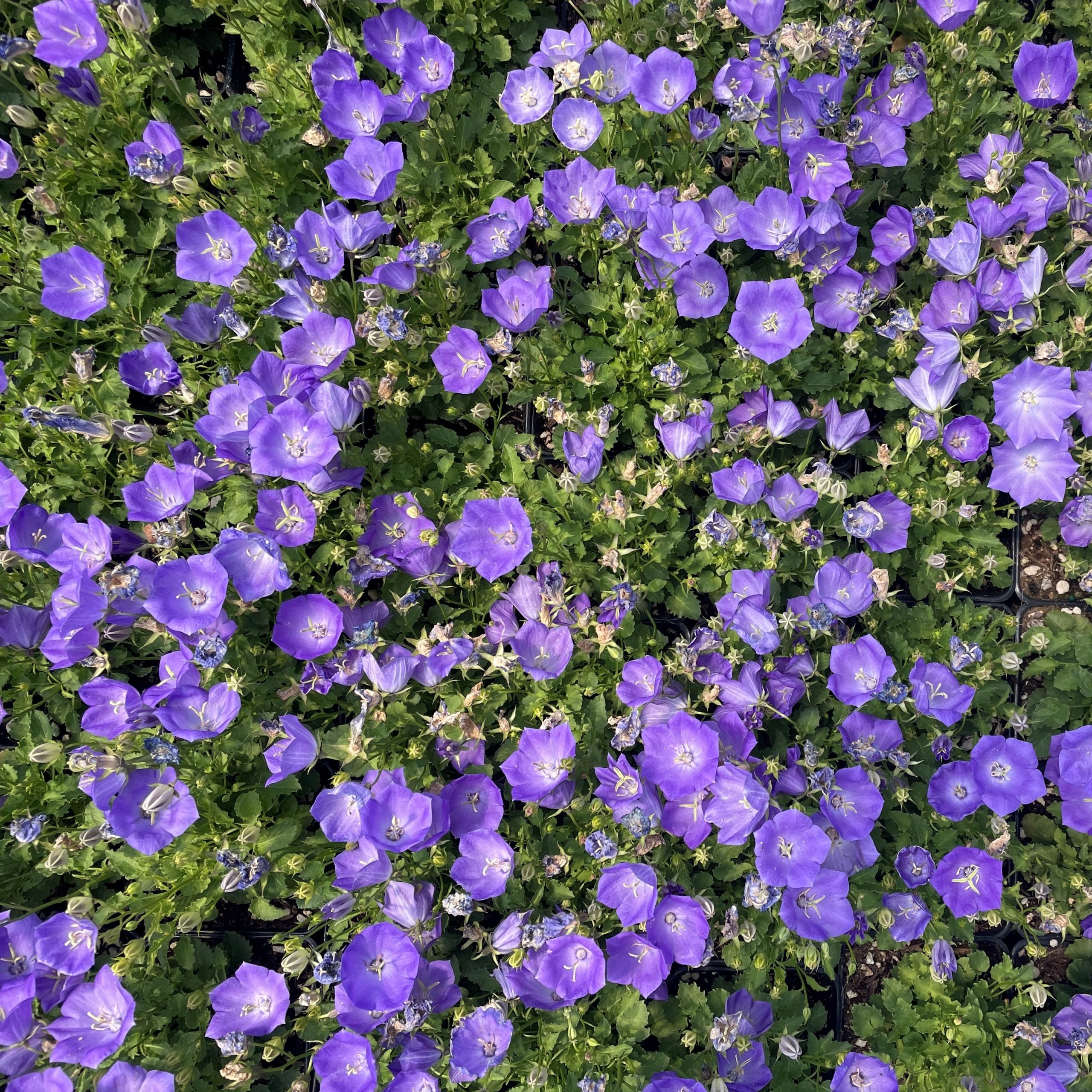 Campanula carpatica 'Rapido Blue' - Bellflower (4" Pot) - Image 4