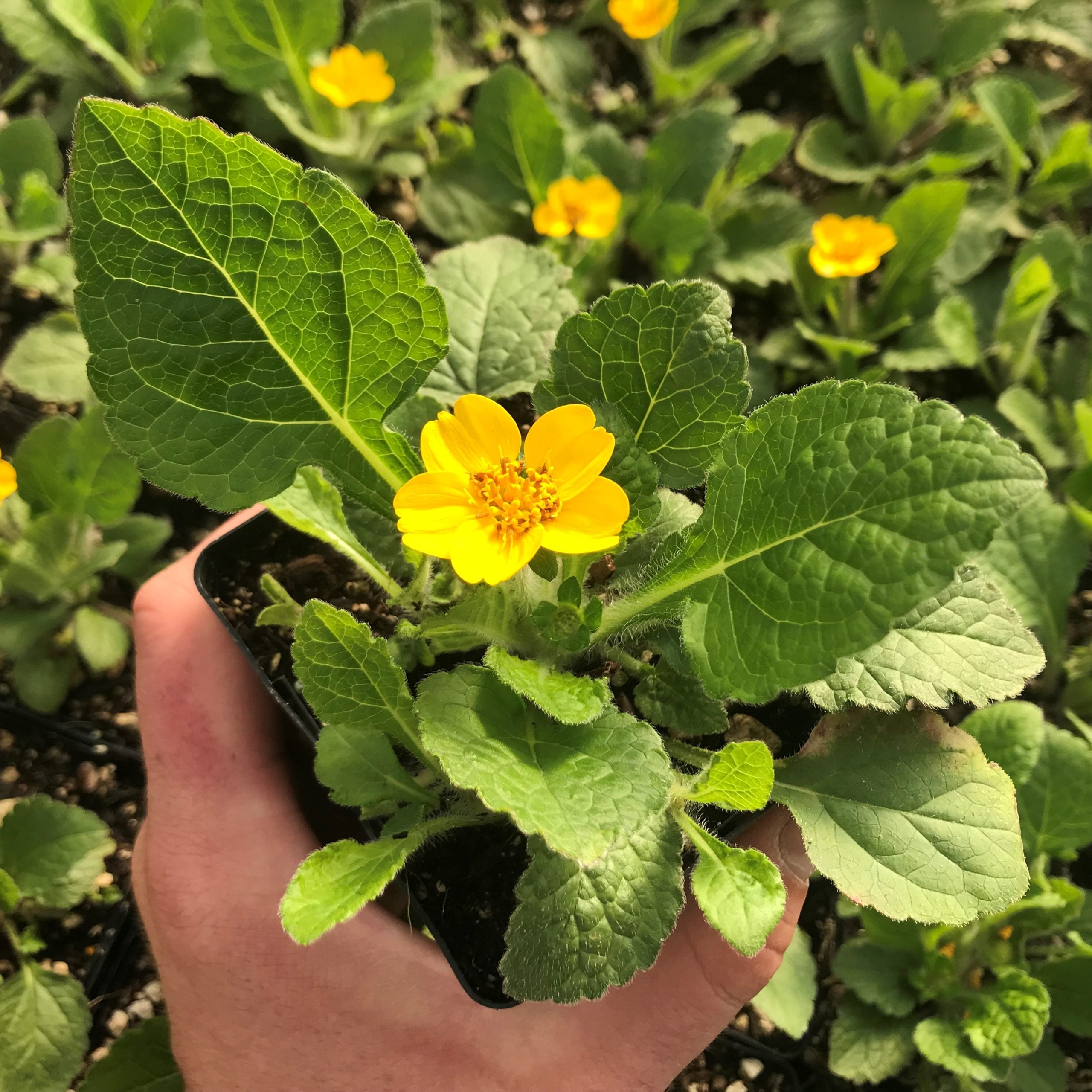Chrysogonum virginianum 'Pierre' - Green and Gold (3.5" Pot) | Little  Prince of Oregon Nursery