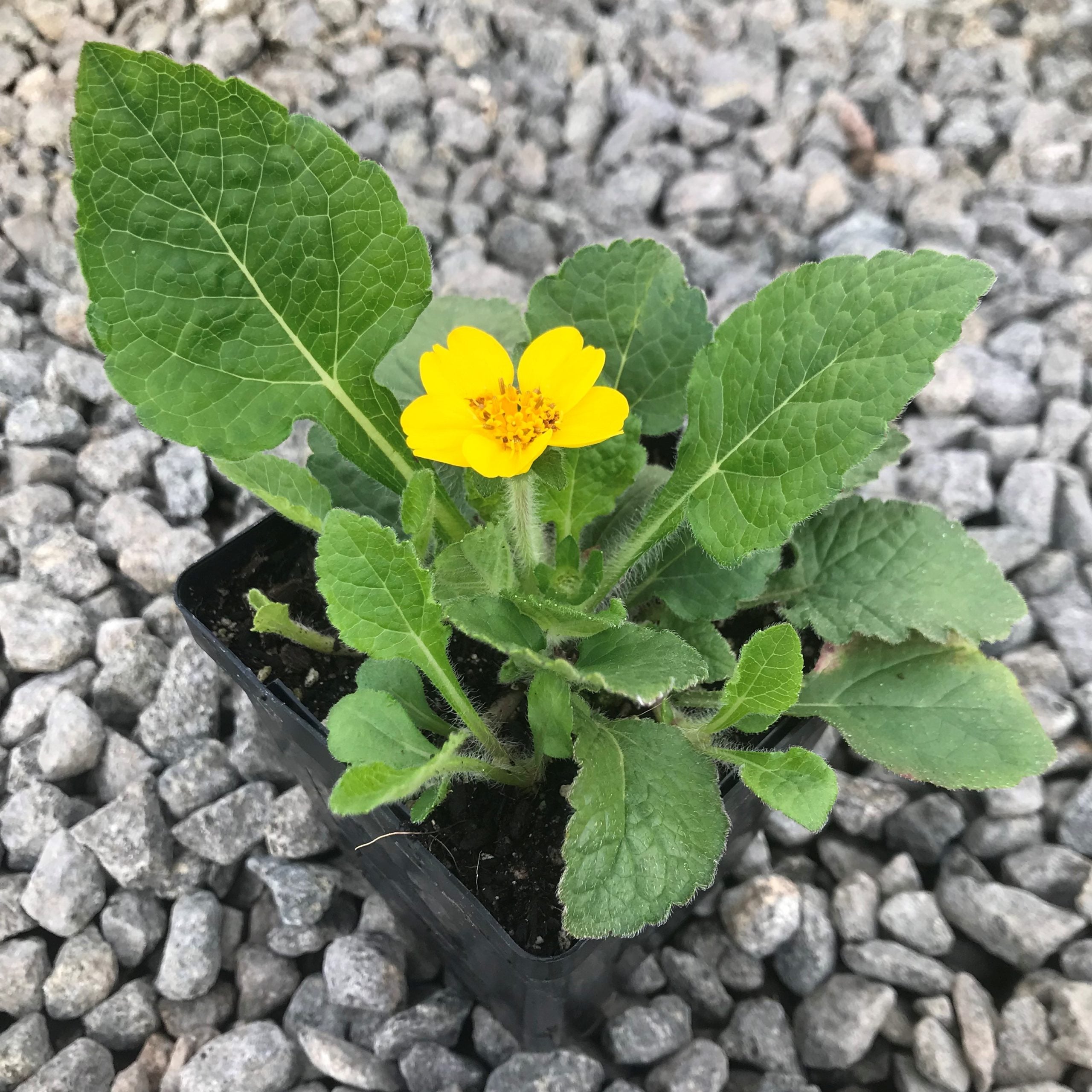 Chrysogonum virginianum 'Pierre' - Green and Gold (3.5" Pot) | Little  Prince of Oregon Nursery