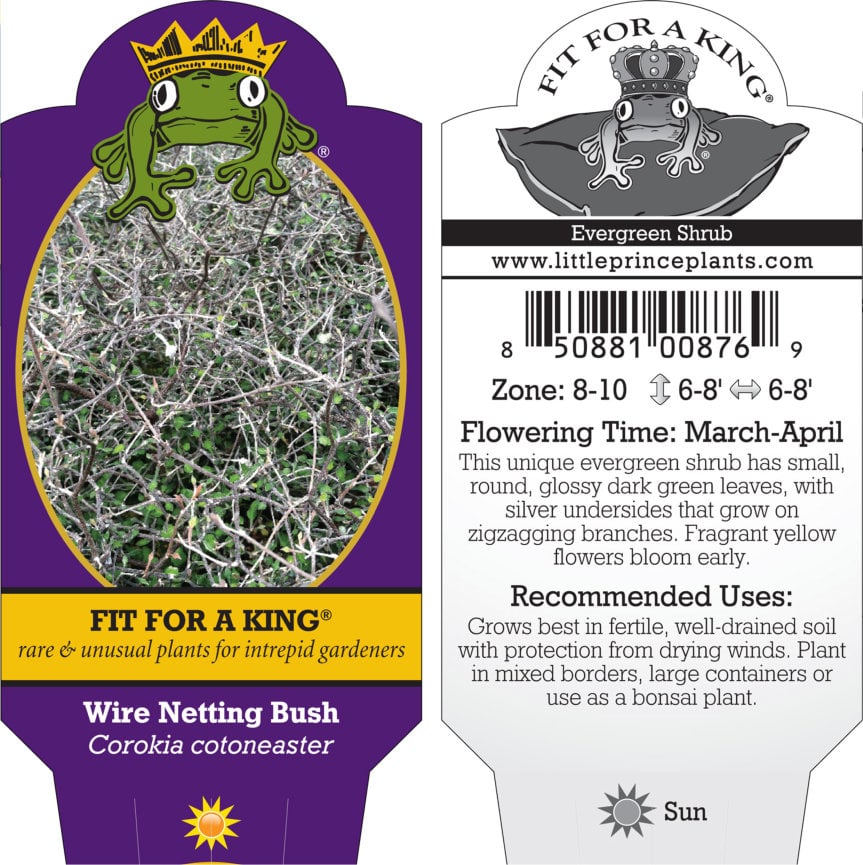 Corokia cotoneaster - Wire Netting Bush (4.5" Pot) - Image 6