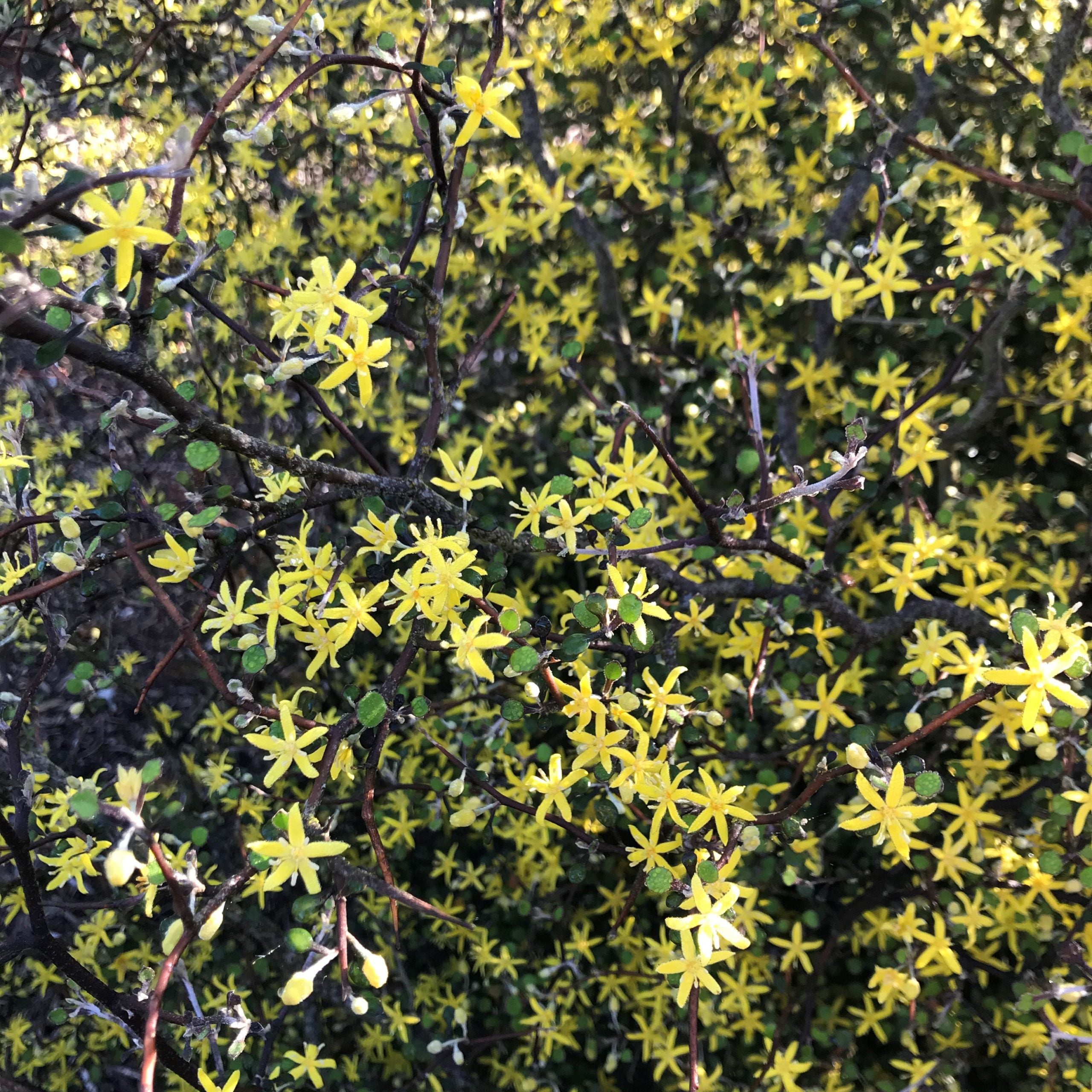 Corokia cotoneaster - Wire Netting Bush (4.5" Pot) - Image 3