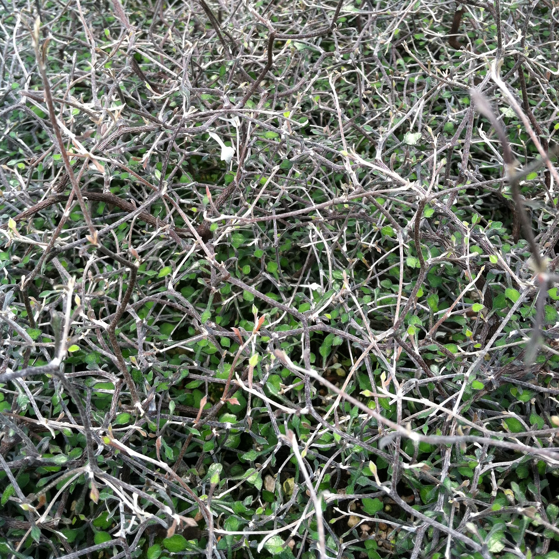 Corokia cotoneaster - Wire Netting Bush (4.5" Pot) - Image 5