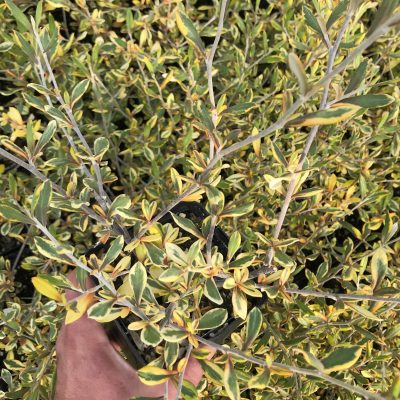 Corokia virgata 'Sunsplash' - Variegated Wire Bush (4.5" Pot)