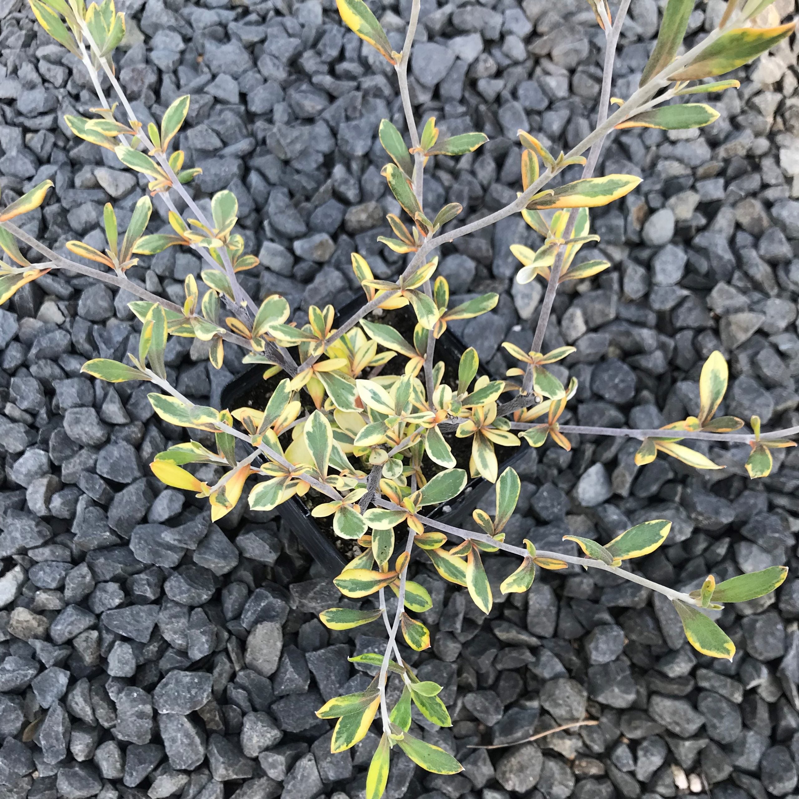Corokia virgata 'Sunsplash' - Variegated Wire Bush (4.5" Pot) - Image 4