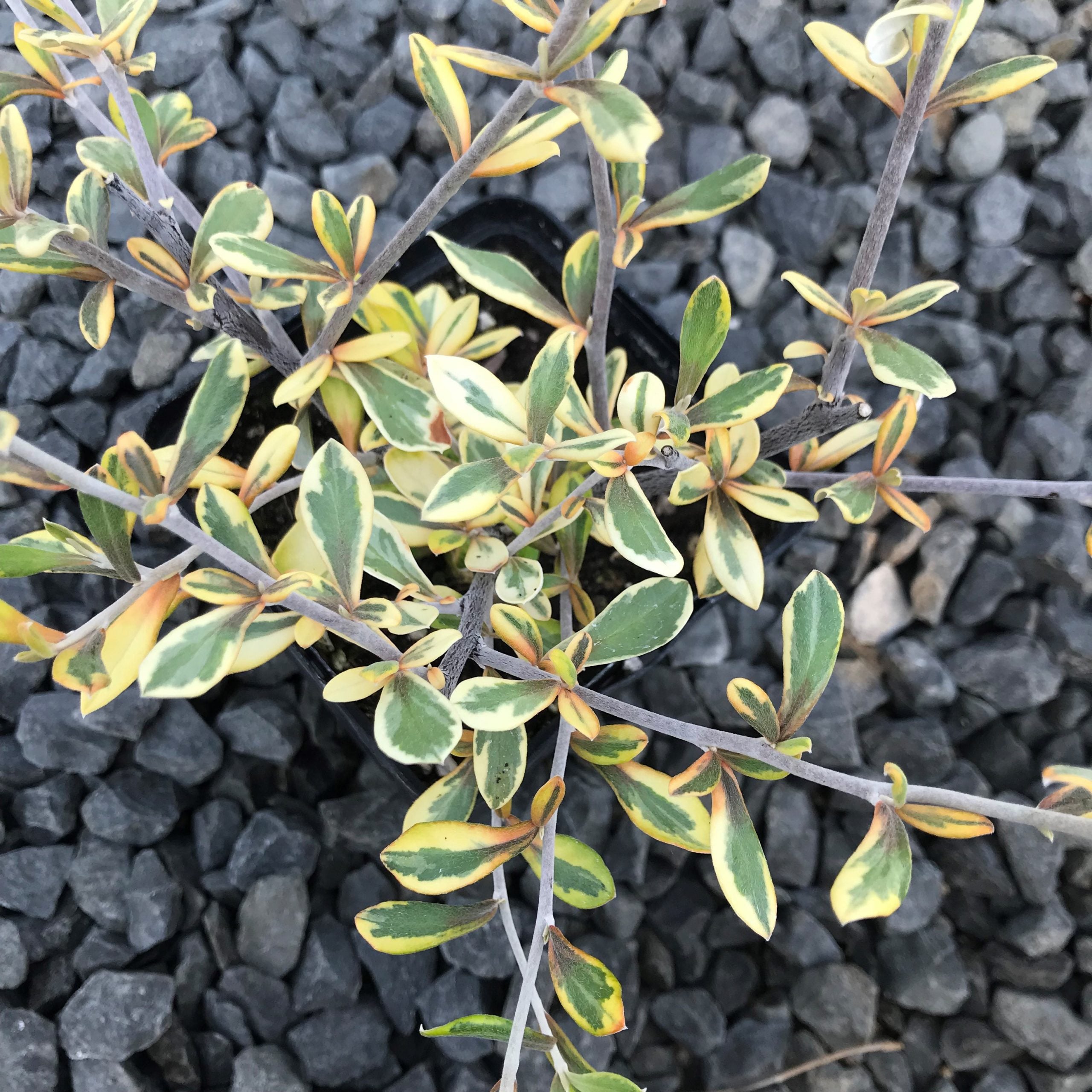 Corokia virgata 'Sunsplash' - Variegated Wire Bush (4.5" Pot) - Image 5