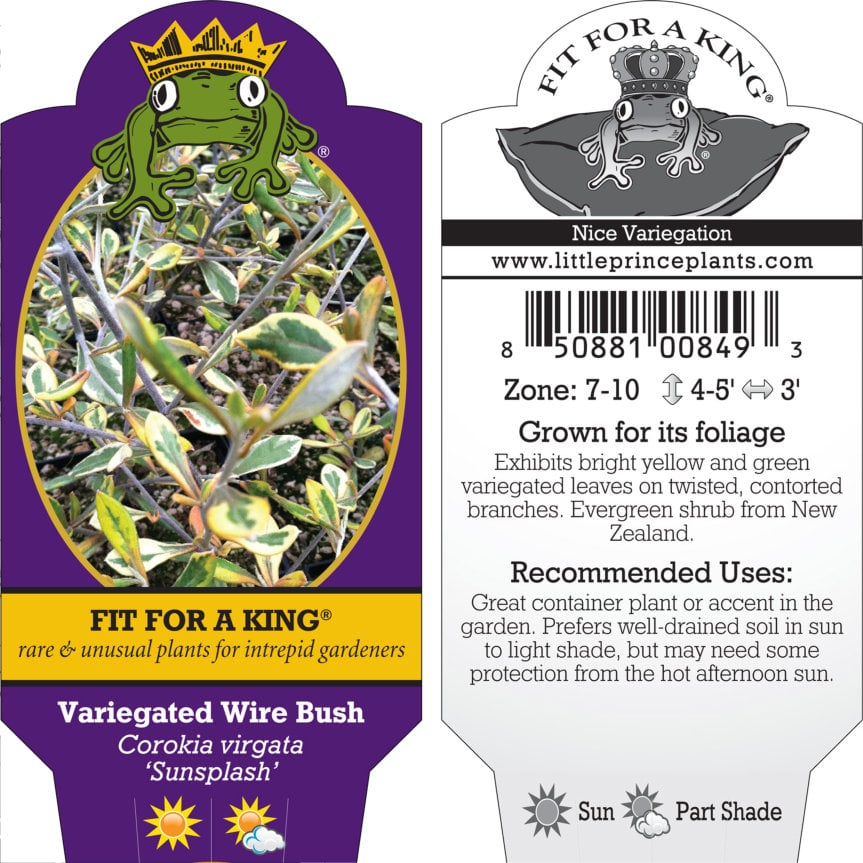 Corokia virgata 'Sunsplash' - Variegated Wire Bush (4.5" Pot) - Image 7