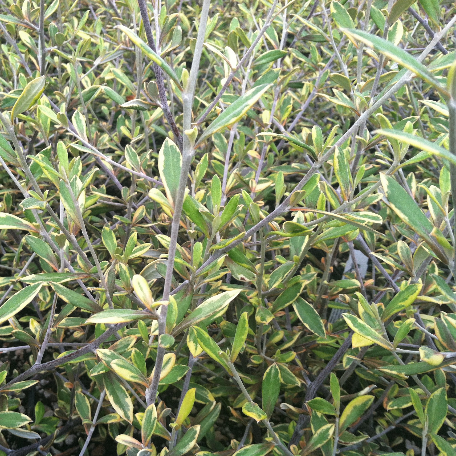 Corokia virgata 'Sunsplash' - Variegated Wire Bush (4.5" Pot) - Image 6