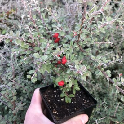 Cotoneaster glaucophyllus - Grayleaf Cotoneaster (3.5" Pot)