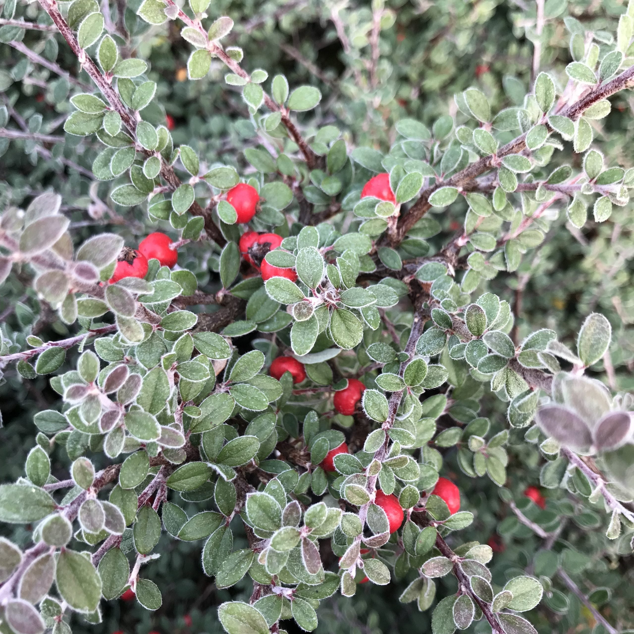 Cotoneaster glaucophyllus - Grayleaf Cotoneaster (3.5" Pot) - Image 2