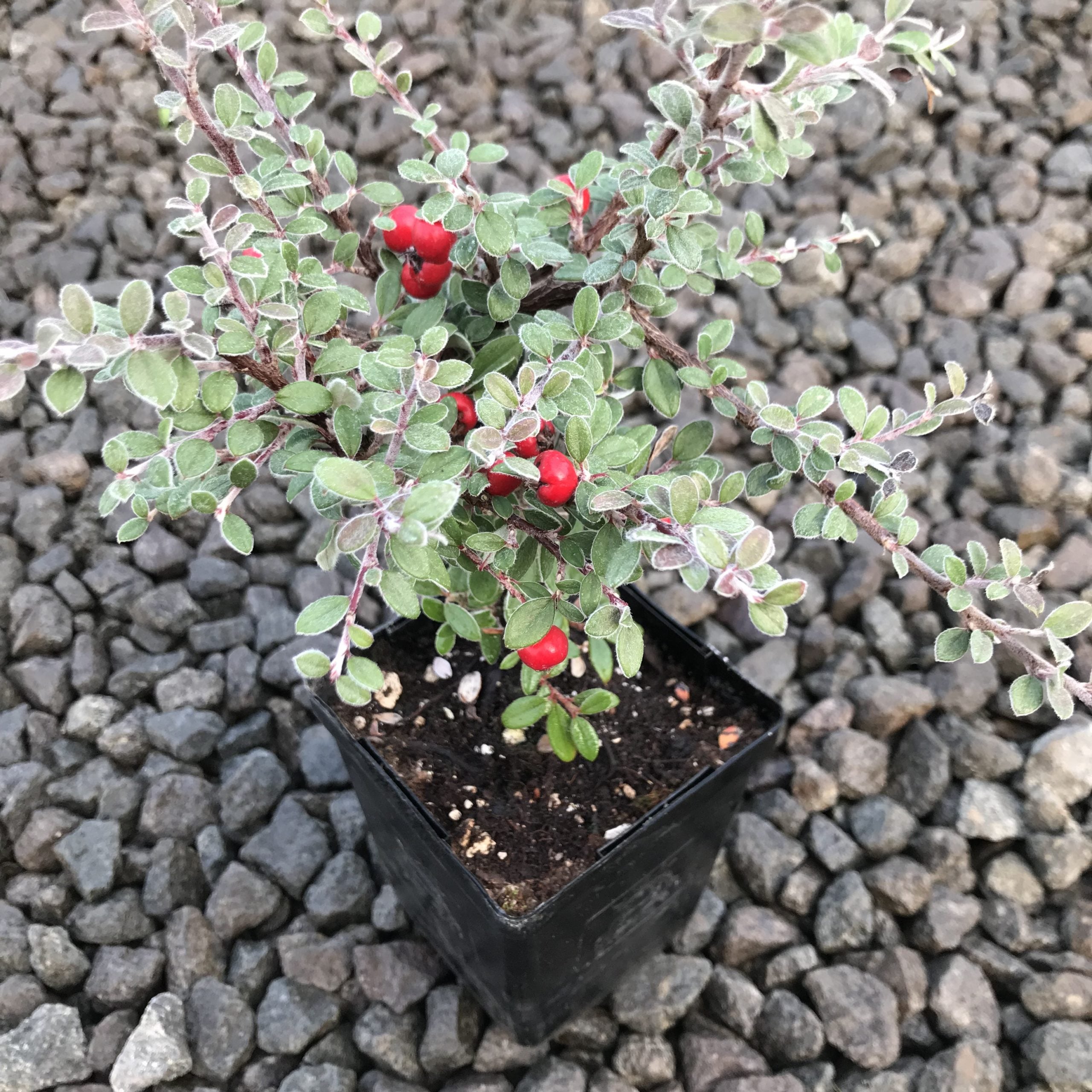 Cotoneaster glaucophyllus - Grayleaf Cotoneaster (3.5" Pot) - Image 3