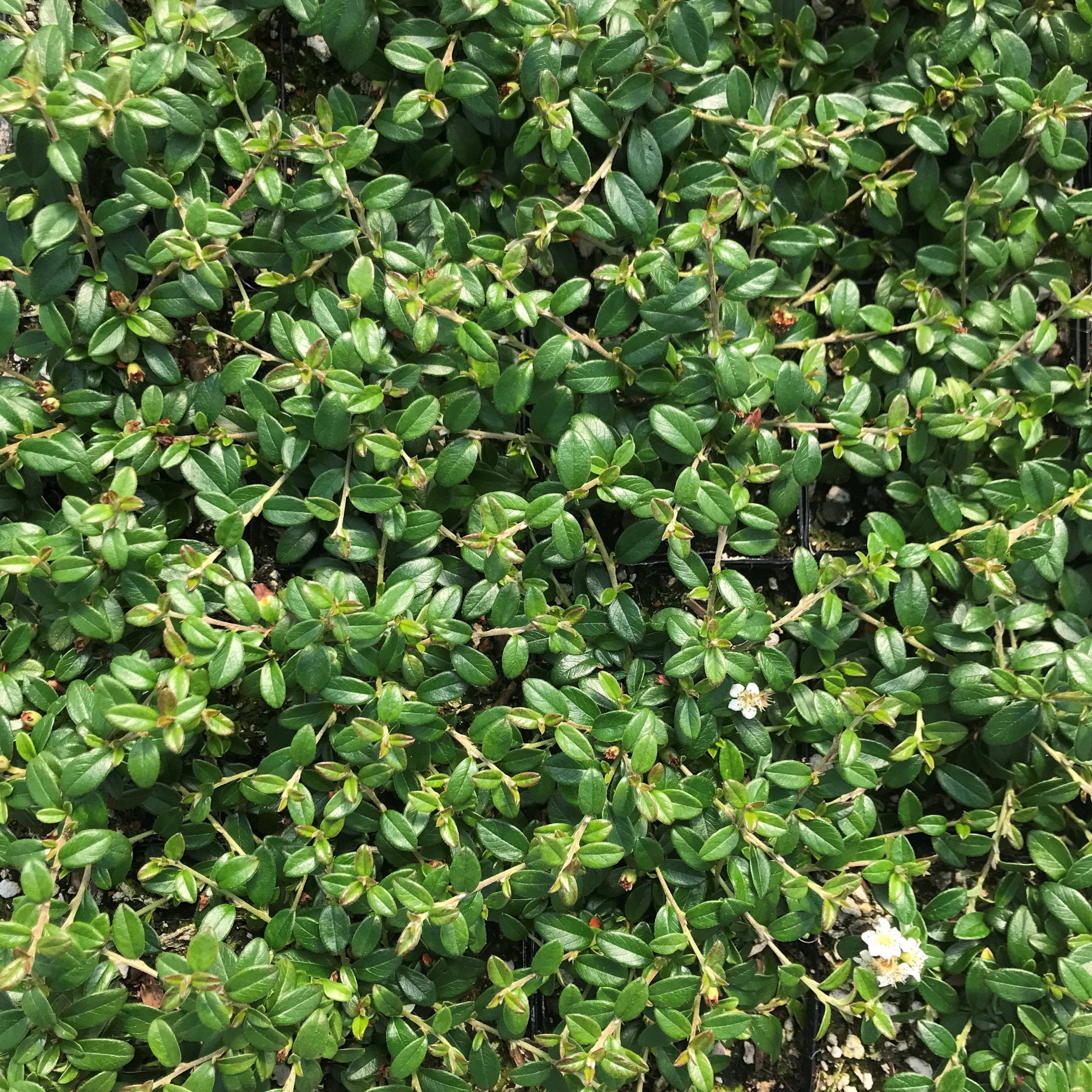 Cotoneaster x suesicus Emerald Beauty™ - Hardy Swedish Cotoneaster PPAF (3.5" Pot) - Image 4