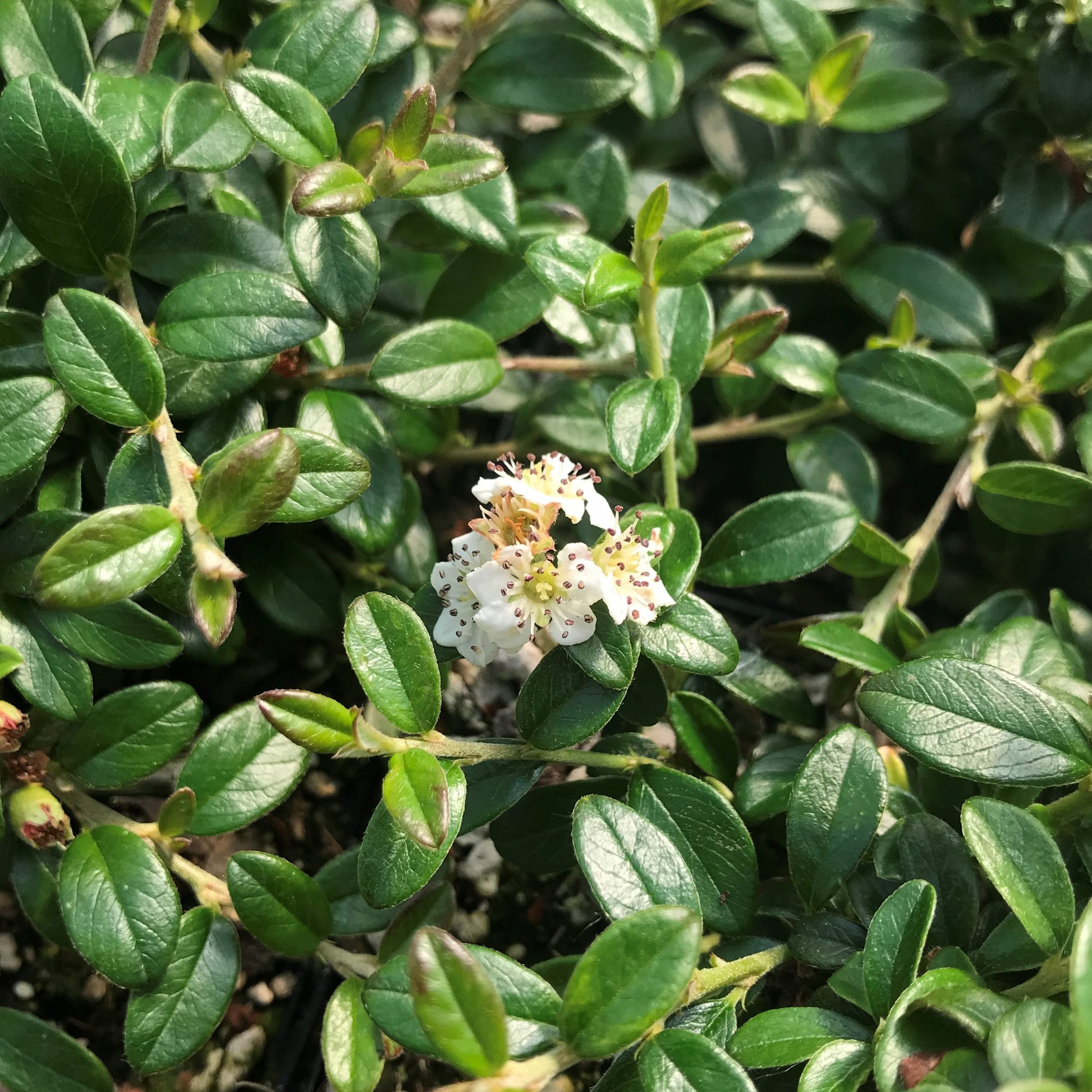 Cotoneaster x suesicus Emerald Beauty™ - Hardy Swedish Cotoneaster PPAF (3.5" Pot)