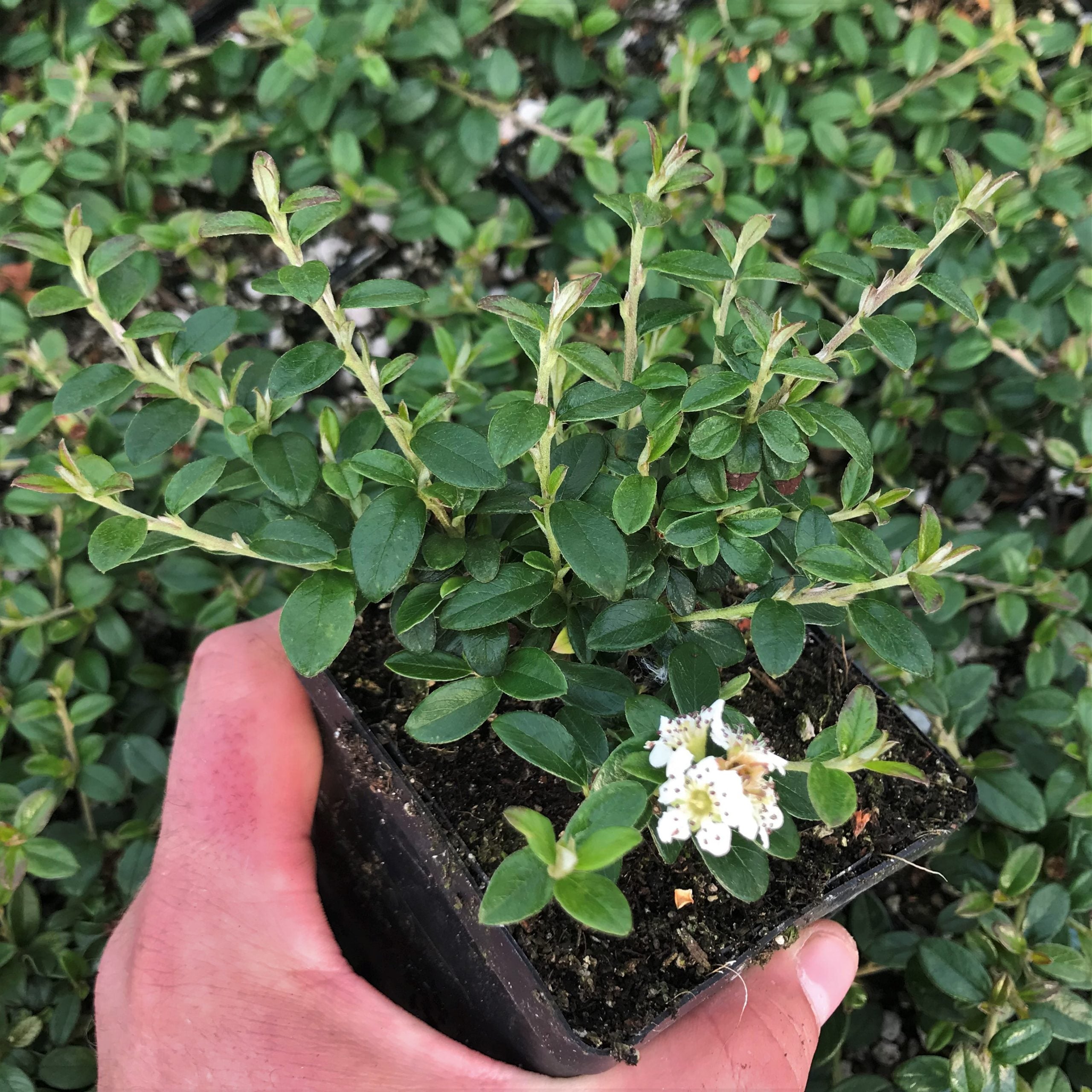 Cotoneaster x suesicus Emerald Beauty™ - Hardy Swedish Cotoneaster PPAF (3.5" Pot) - Image 2