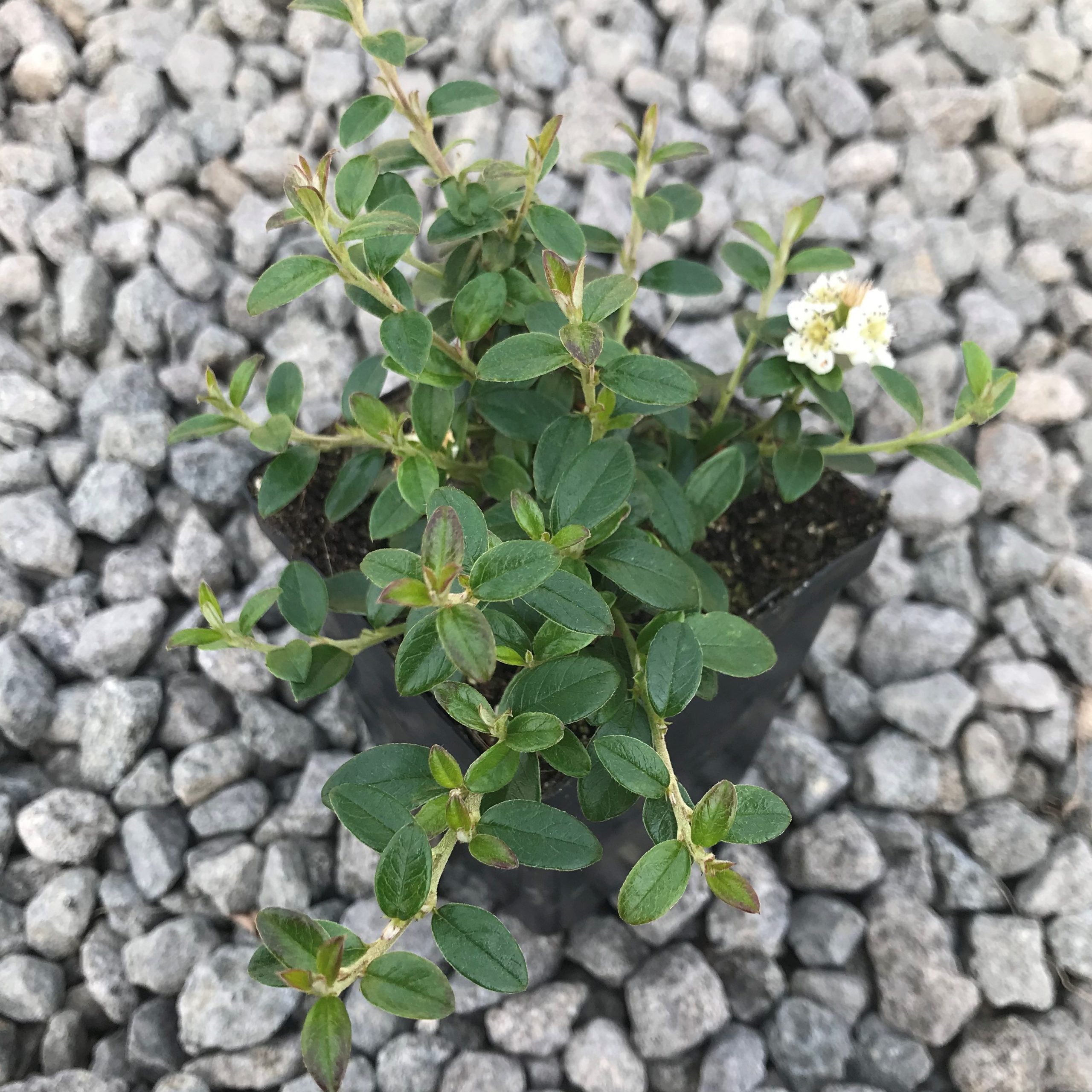 Cotoneaster x suesicus Emerald Beauty™ - Hardy Swedish Cotoneaster PPAF (3.5" Pot) - Image 3